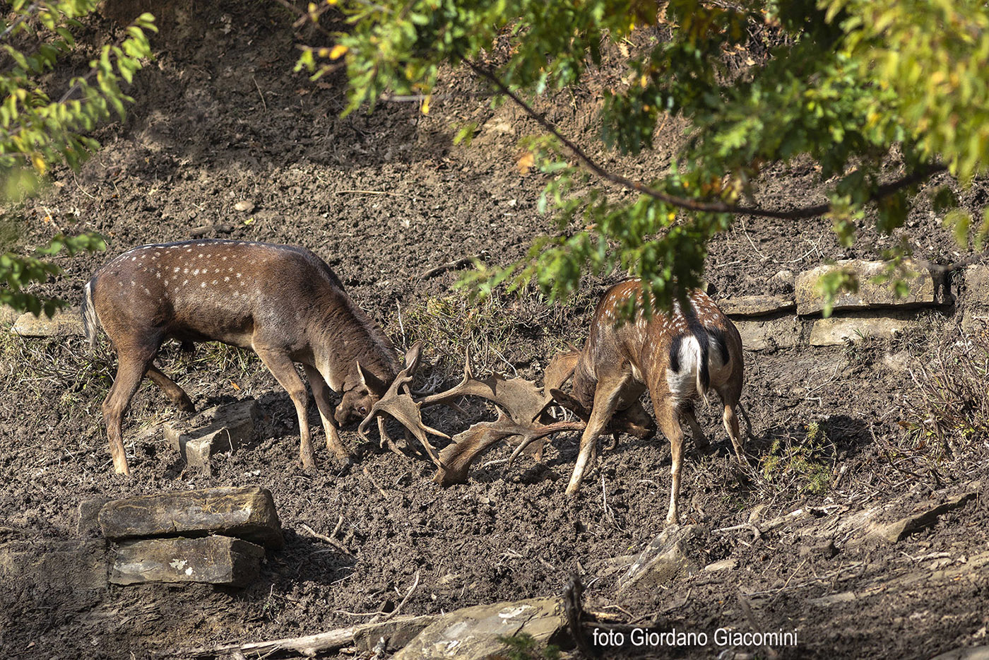 Daini in combattimento..