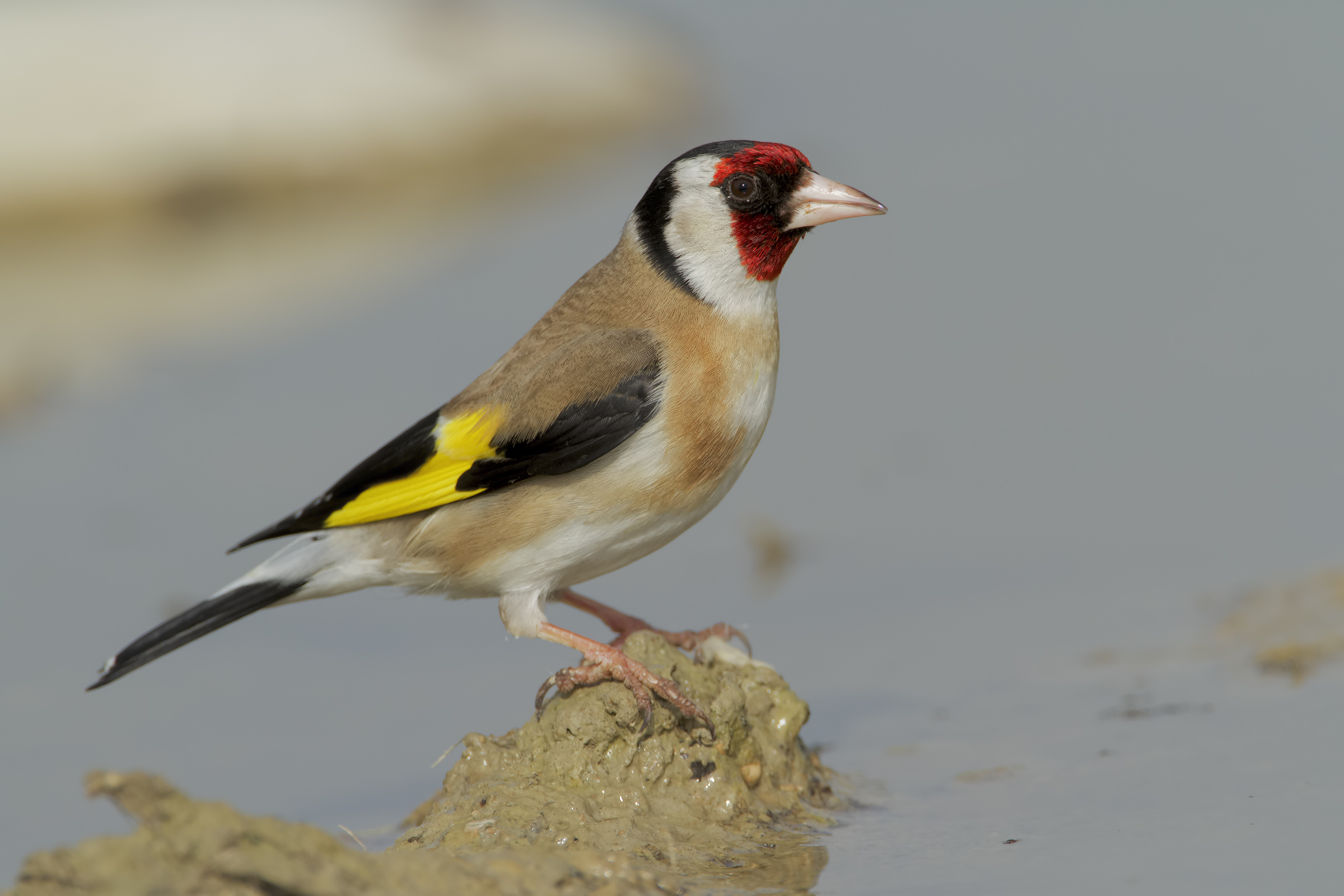 Goldfinch