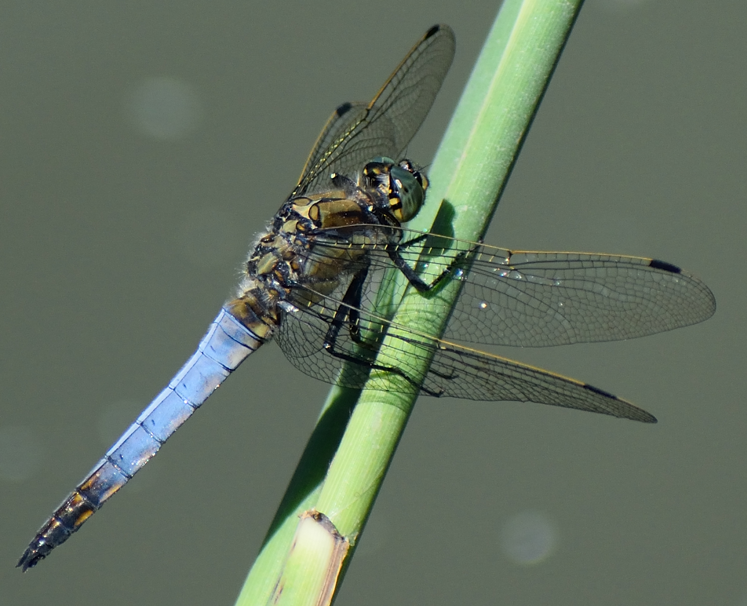 libellula