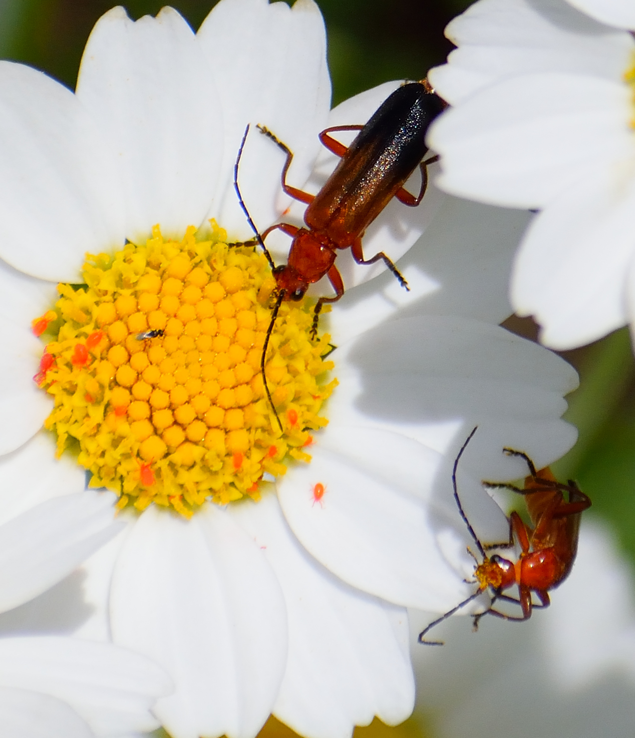 C'è chi mangia e c'è chi guarda