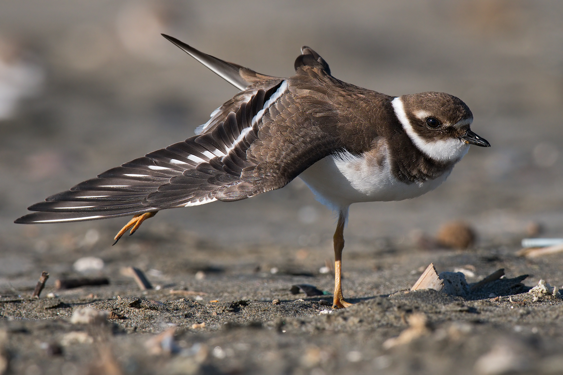 Fratino: sgranchitina