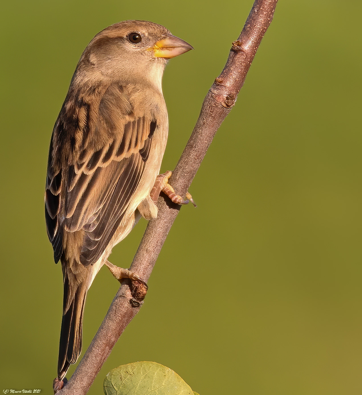 Passera d'Italia (Passer italiae)