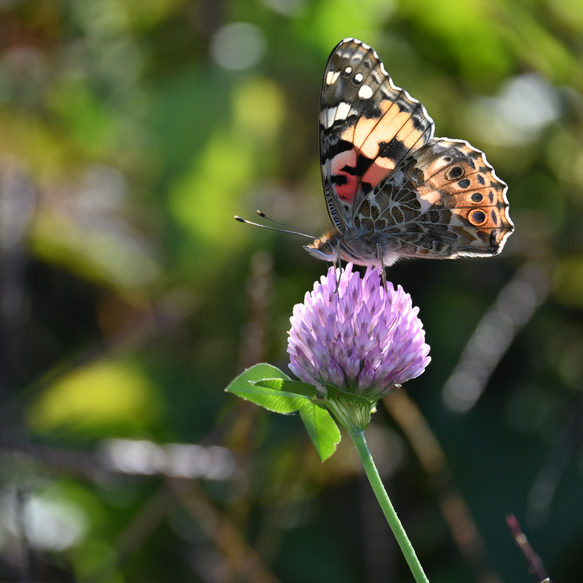 yes yet another butterfly