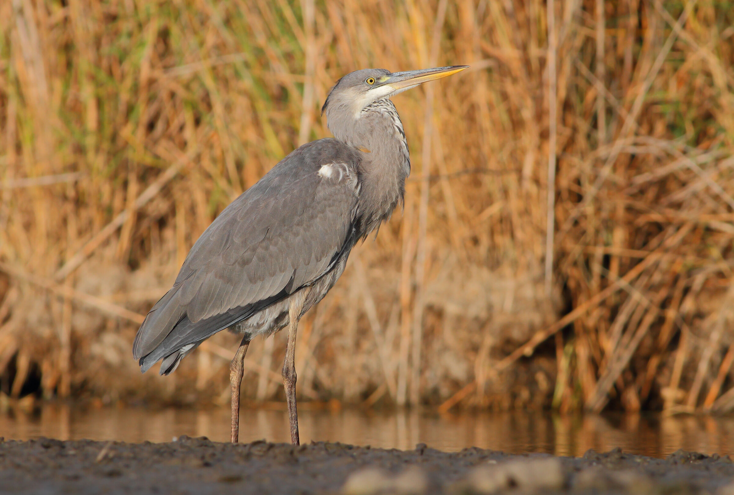Grey heron