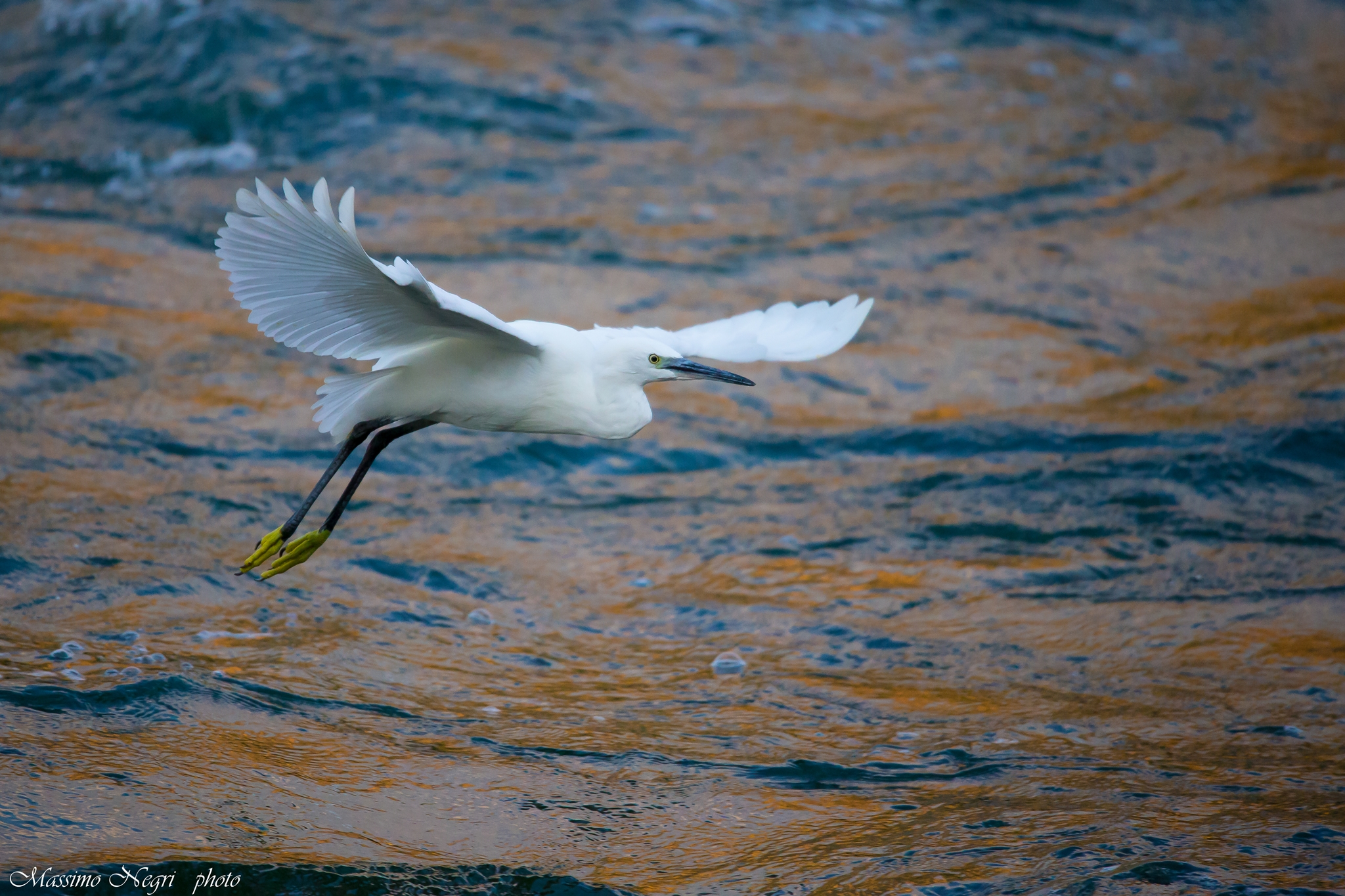 garzetta alle ultime luci