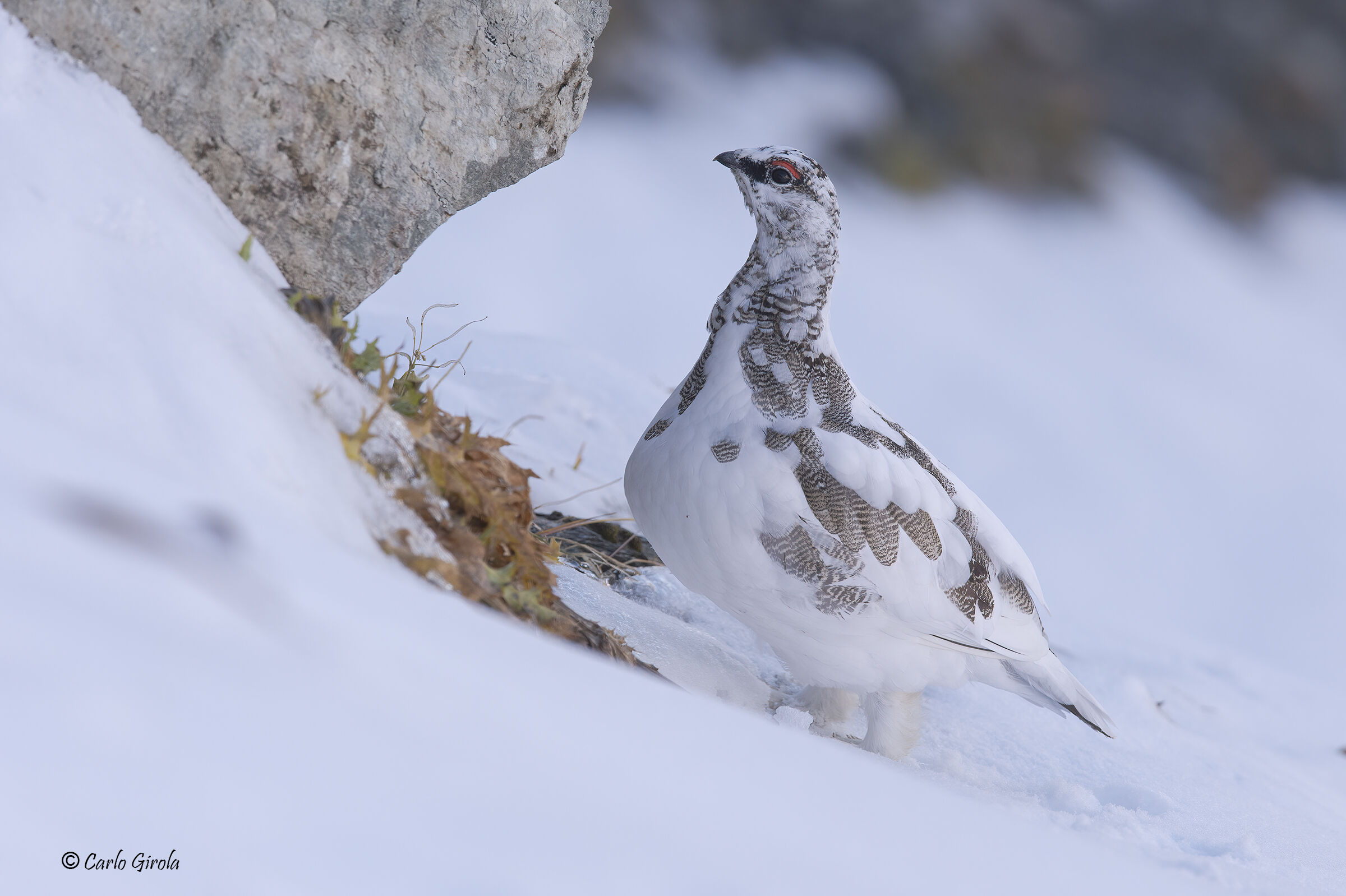 Pernice bianca (Lagopus muta)