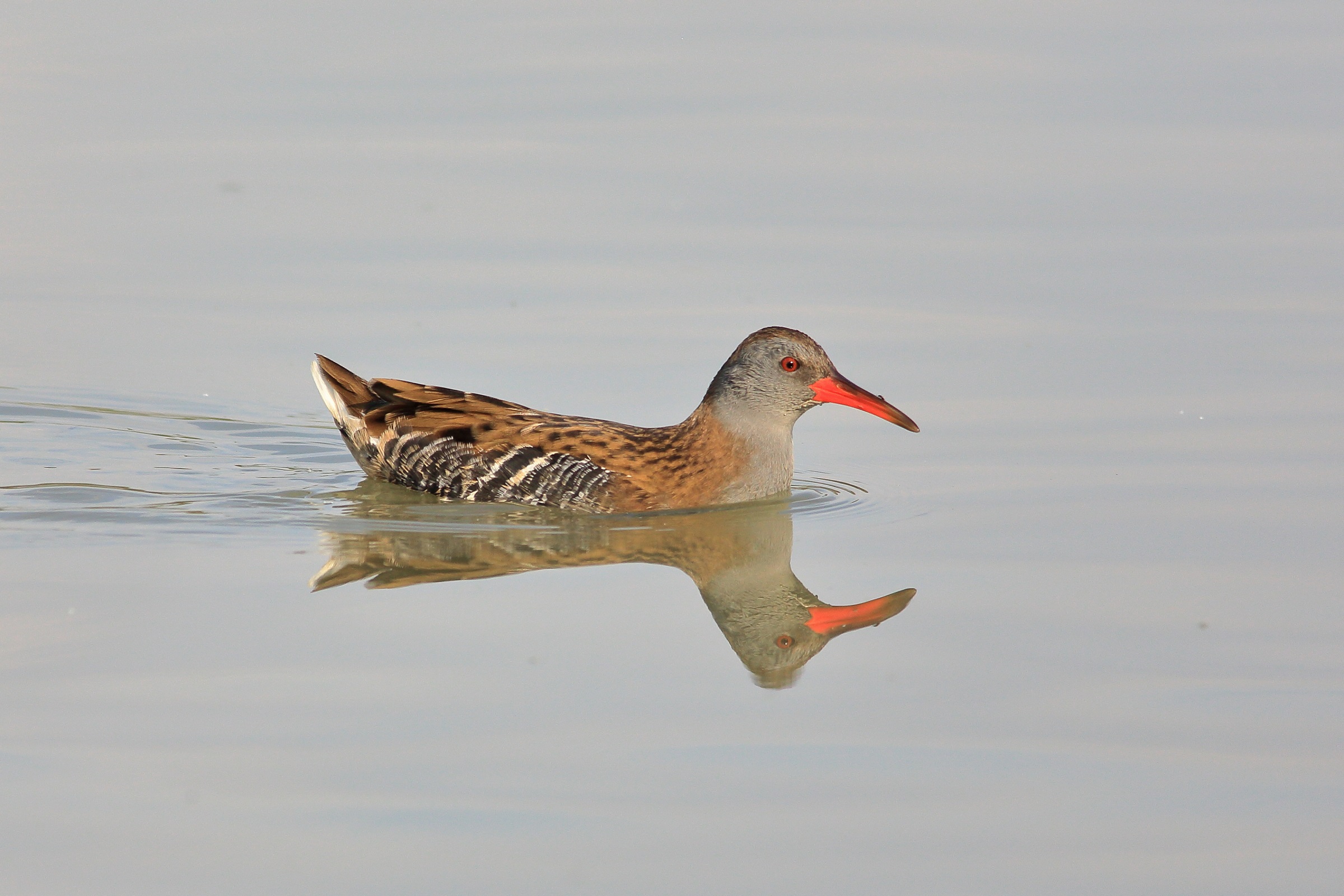 Rallus aquaticus    porciglione