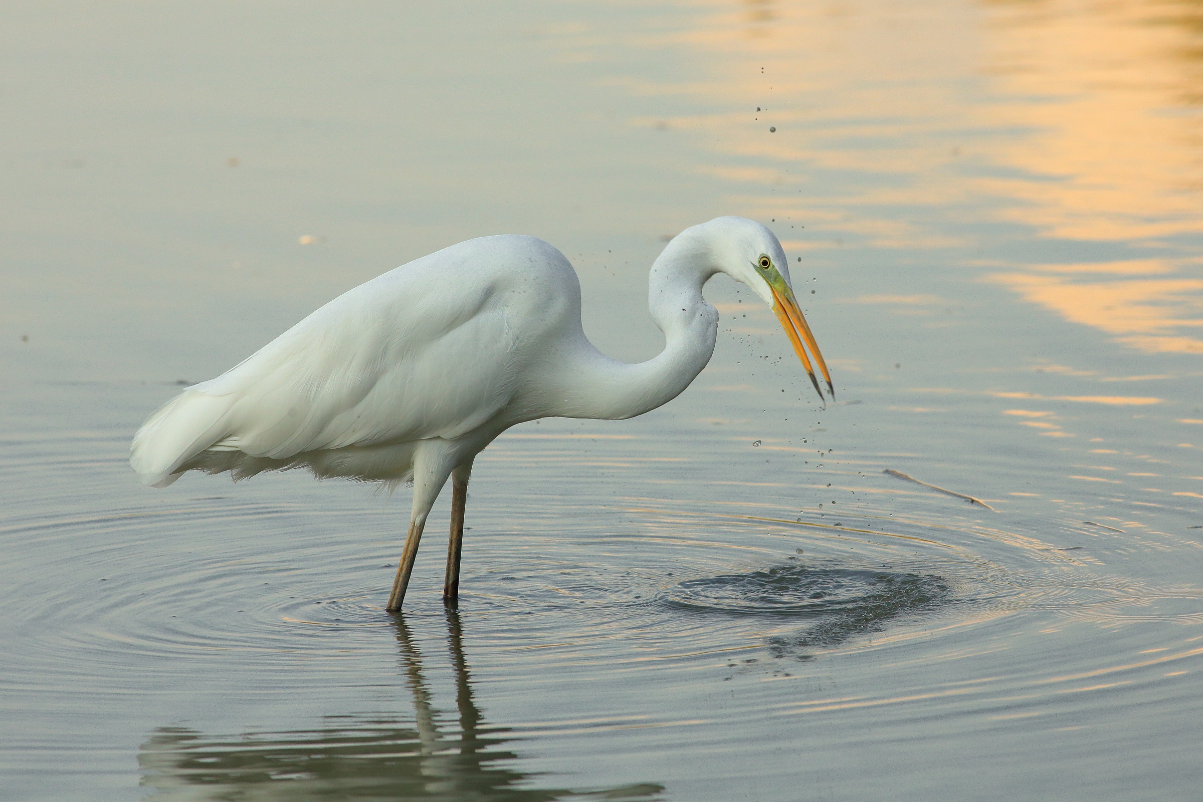 Casmerodius albus   airone bianco maggiore