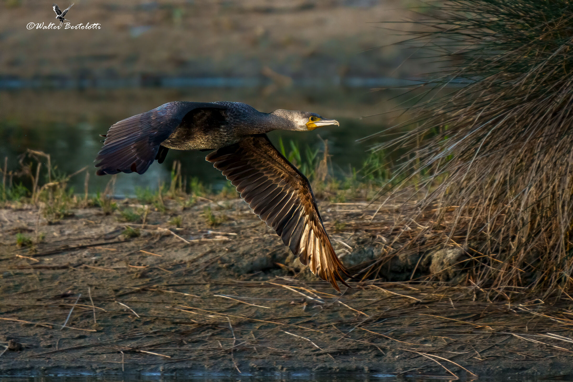 l'alba  del cormorano