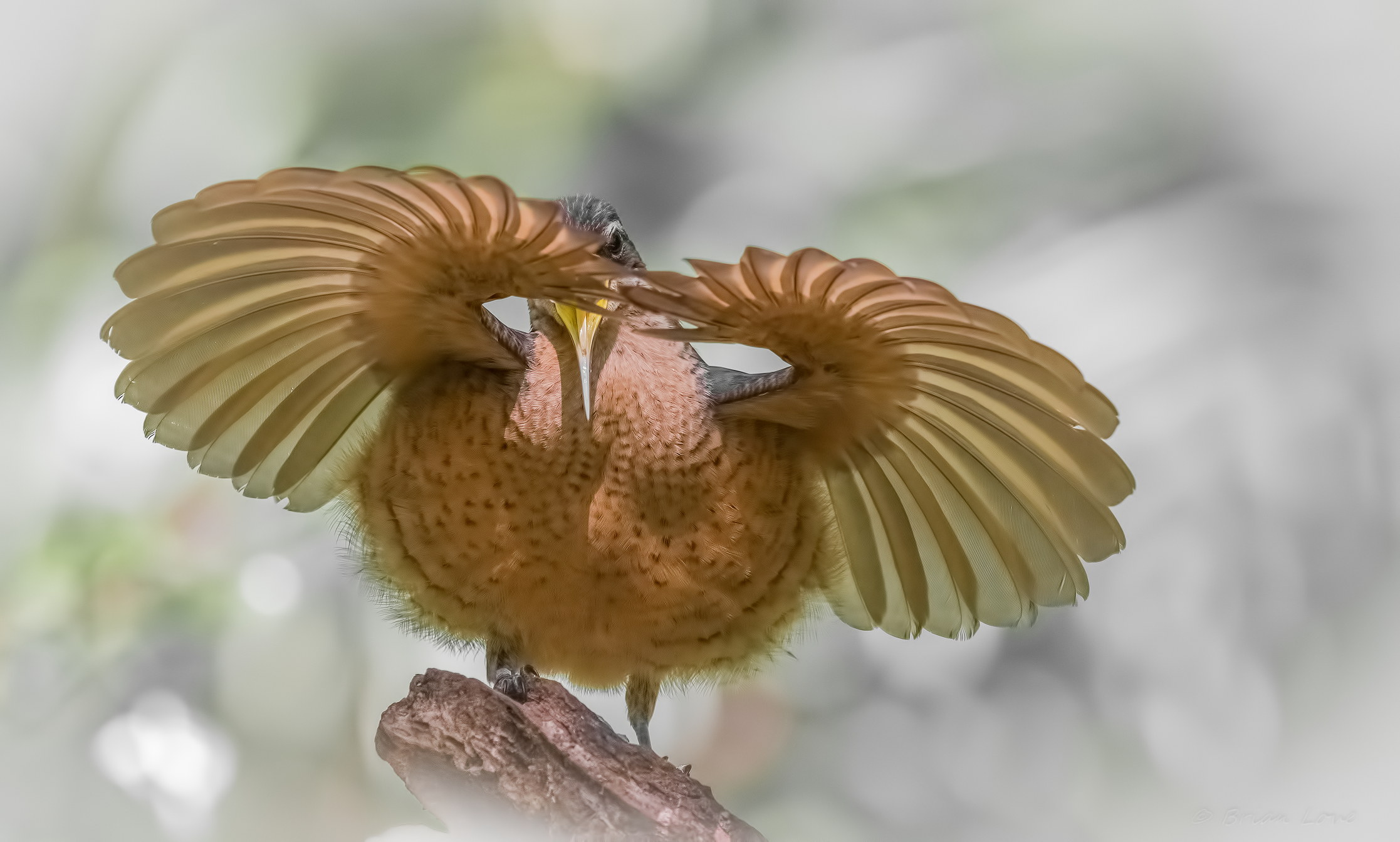 Juvenile Male Vitoria's Riflebird display dancing