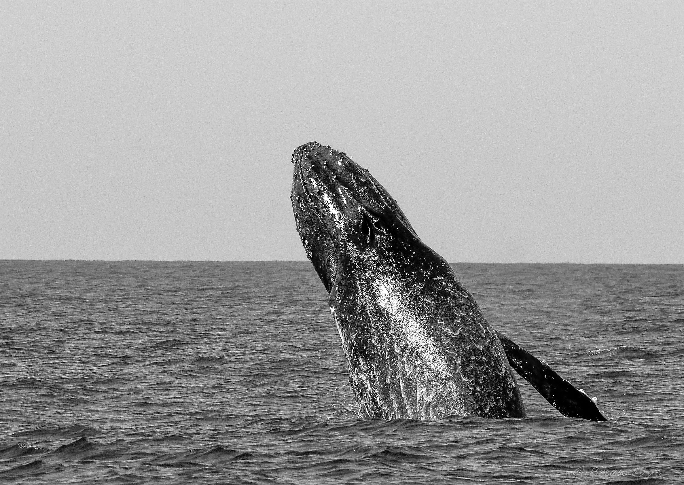 Humpback Breaching