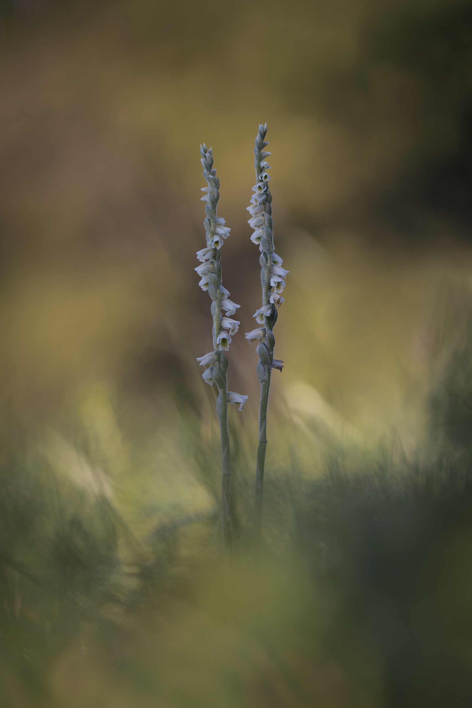 Spiranthes spiralis