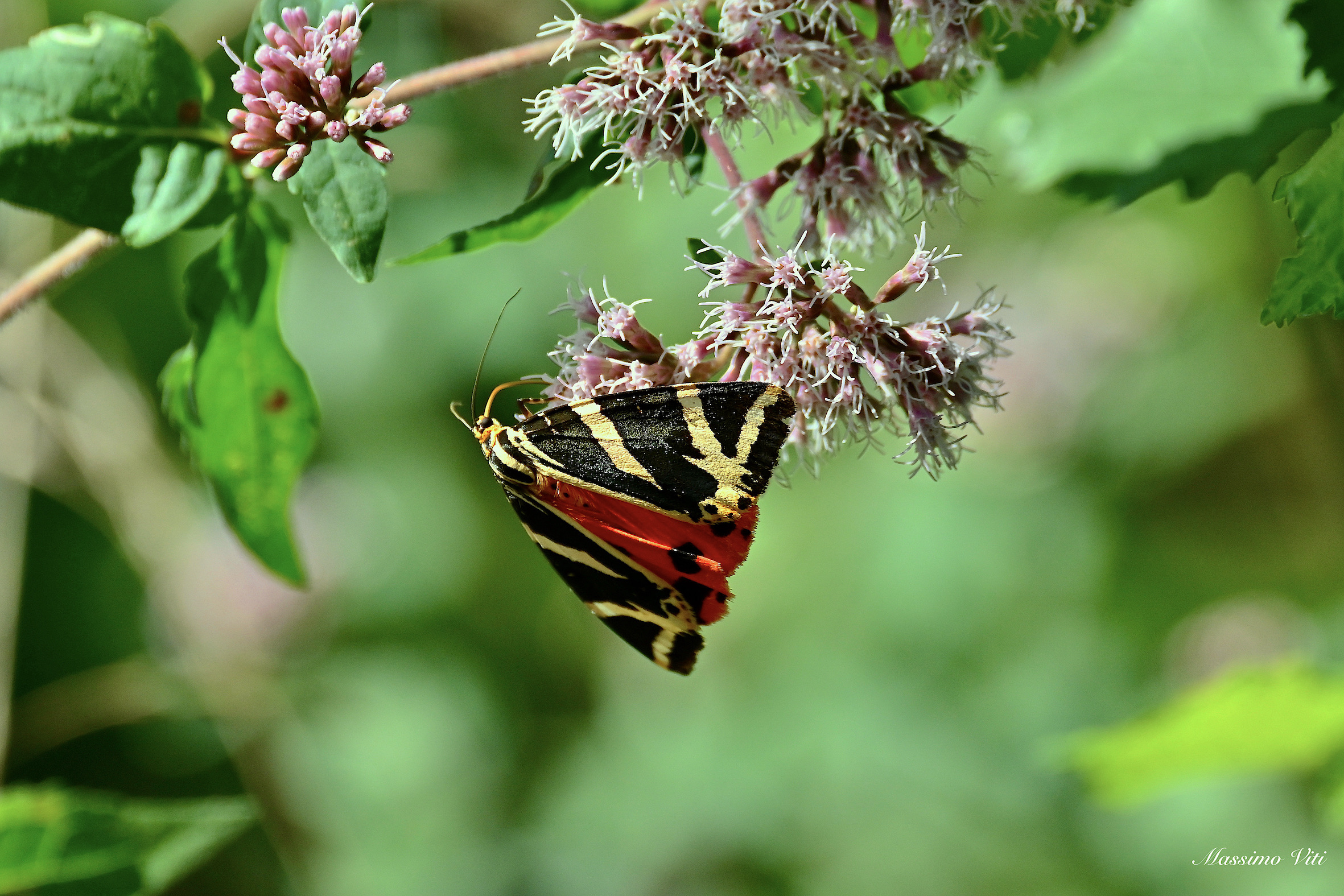 Farfalla orso prove con  Nikon Zfc