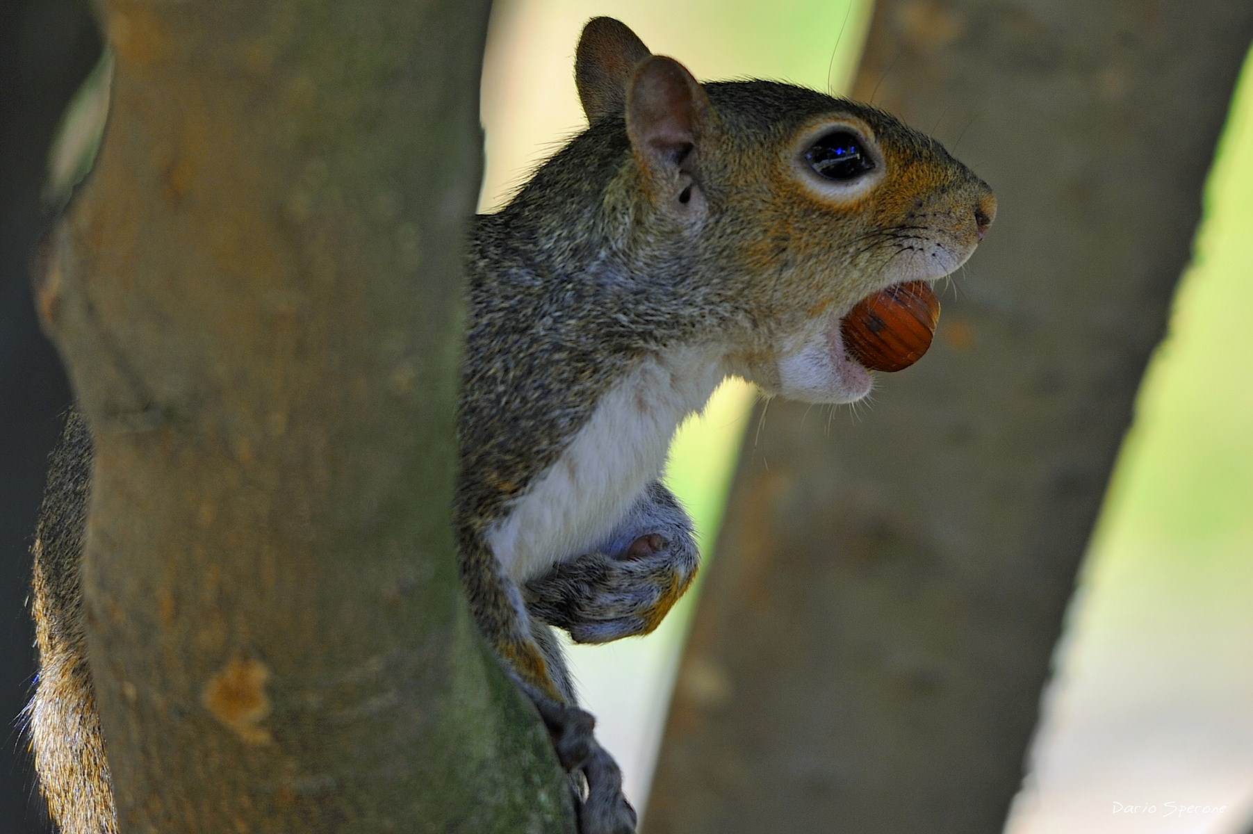 Scoiattolo grigio nordamericano (Sciurus carolinensis)