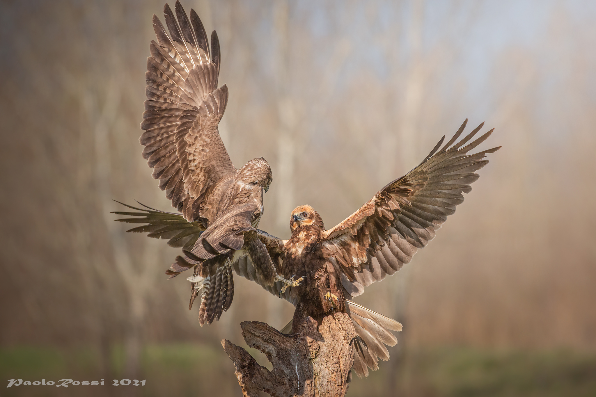 Poiana e falco di palude...