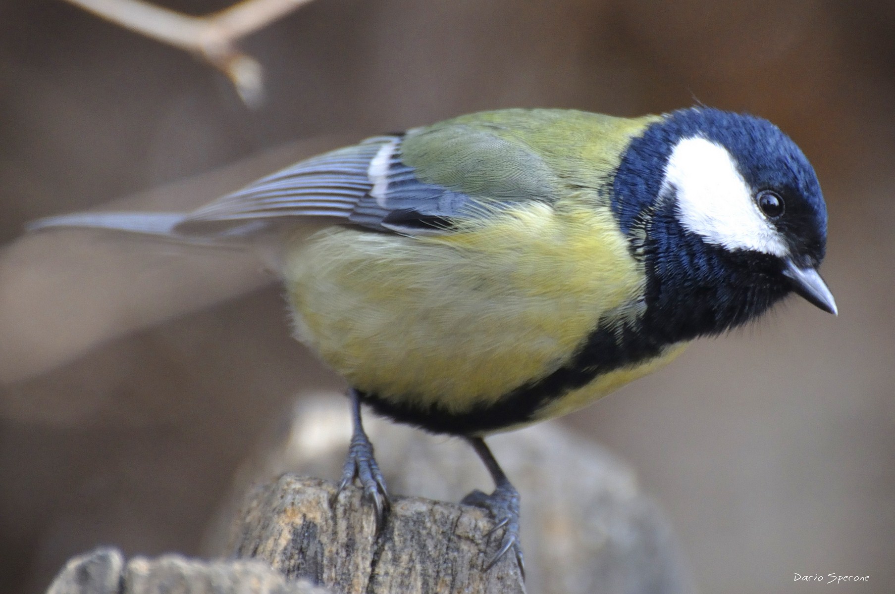 Cinciallegra (Parus major)