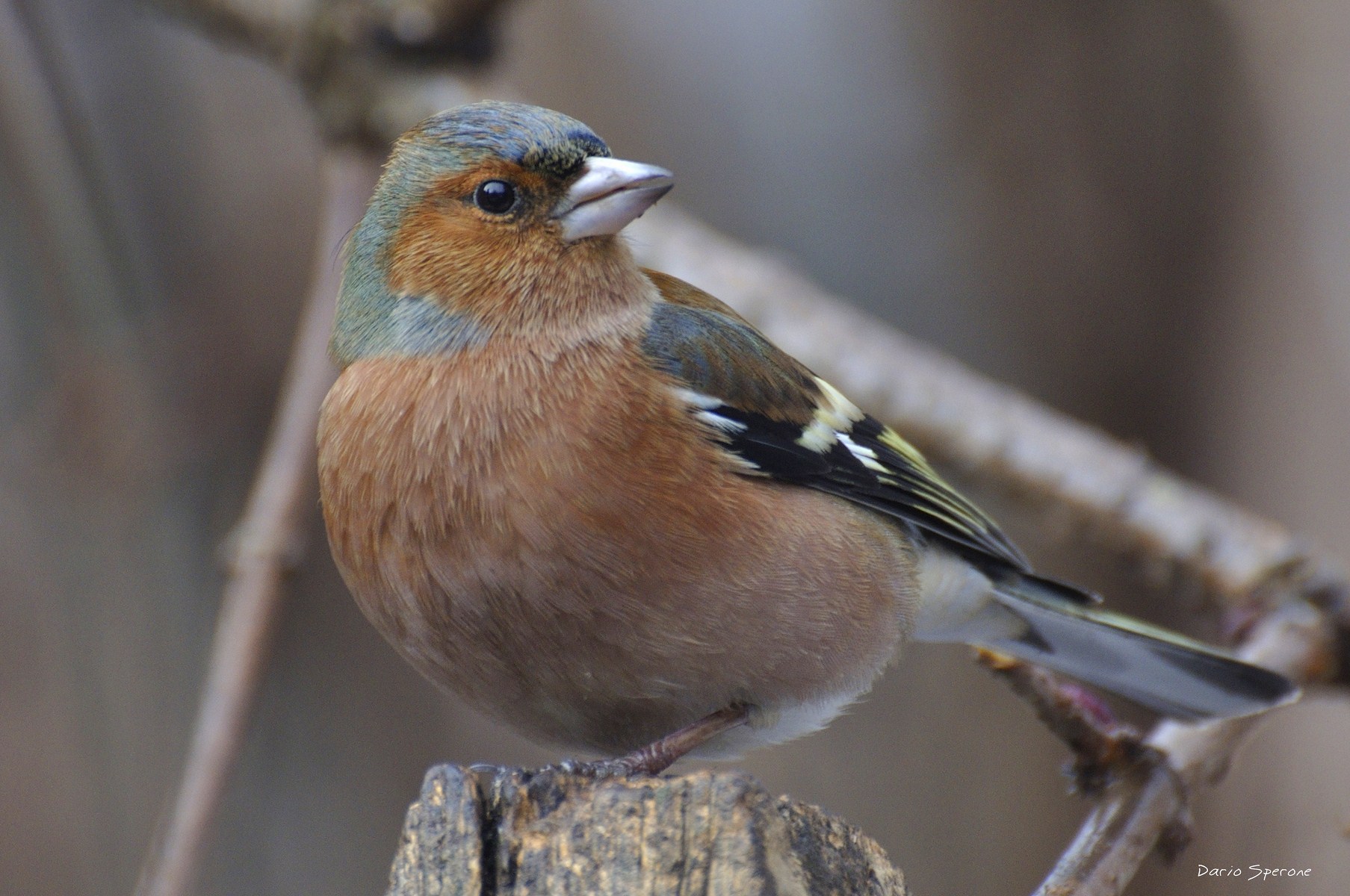 Fringuello (Fringilla coelebs)