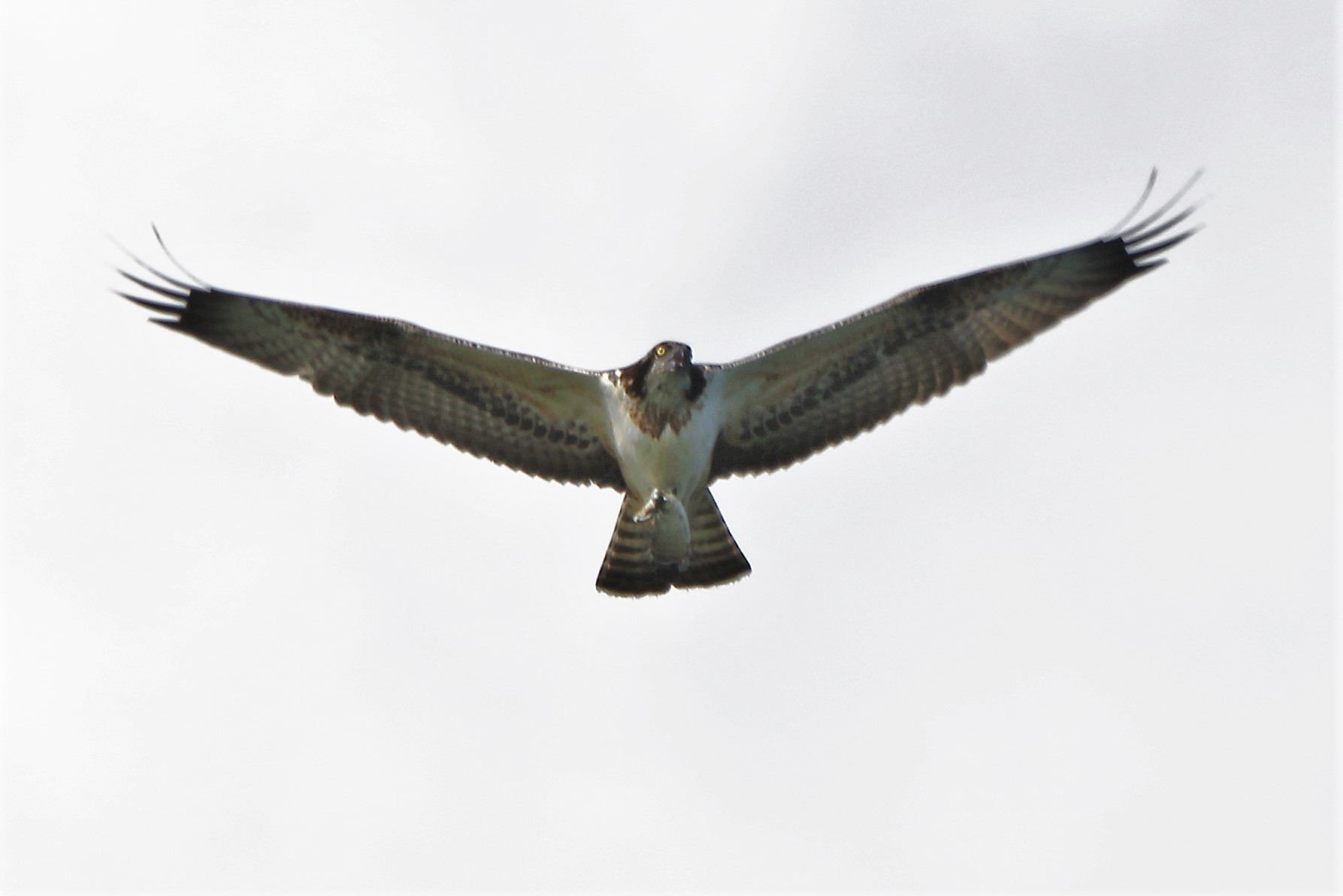 Osprey with prey 170