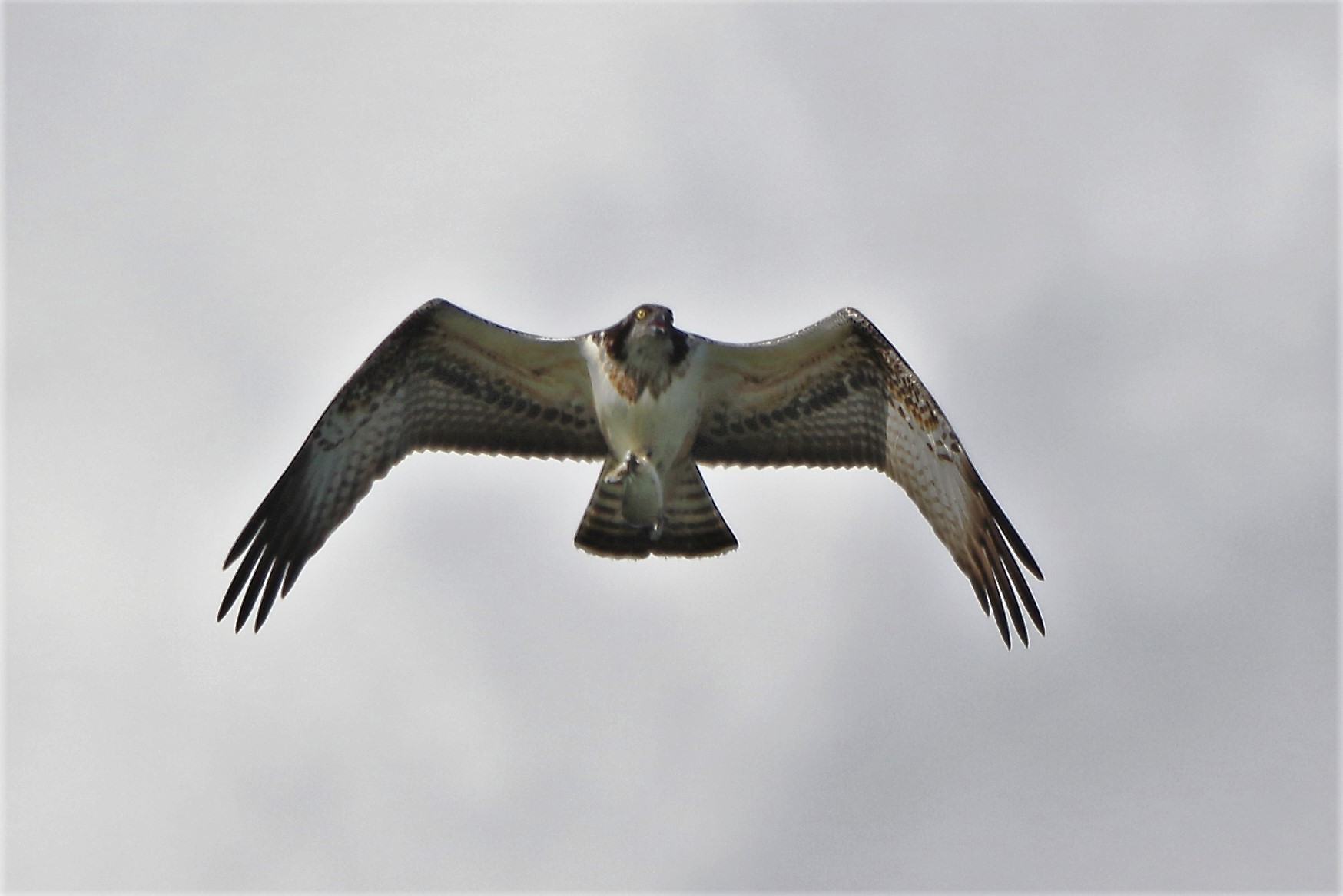 Osprey with prey 171