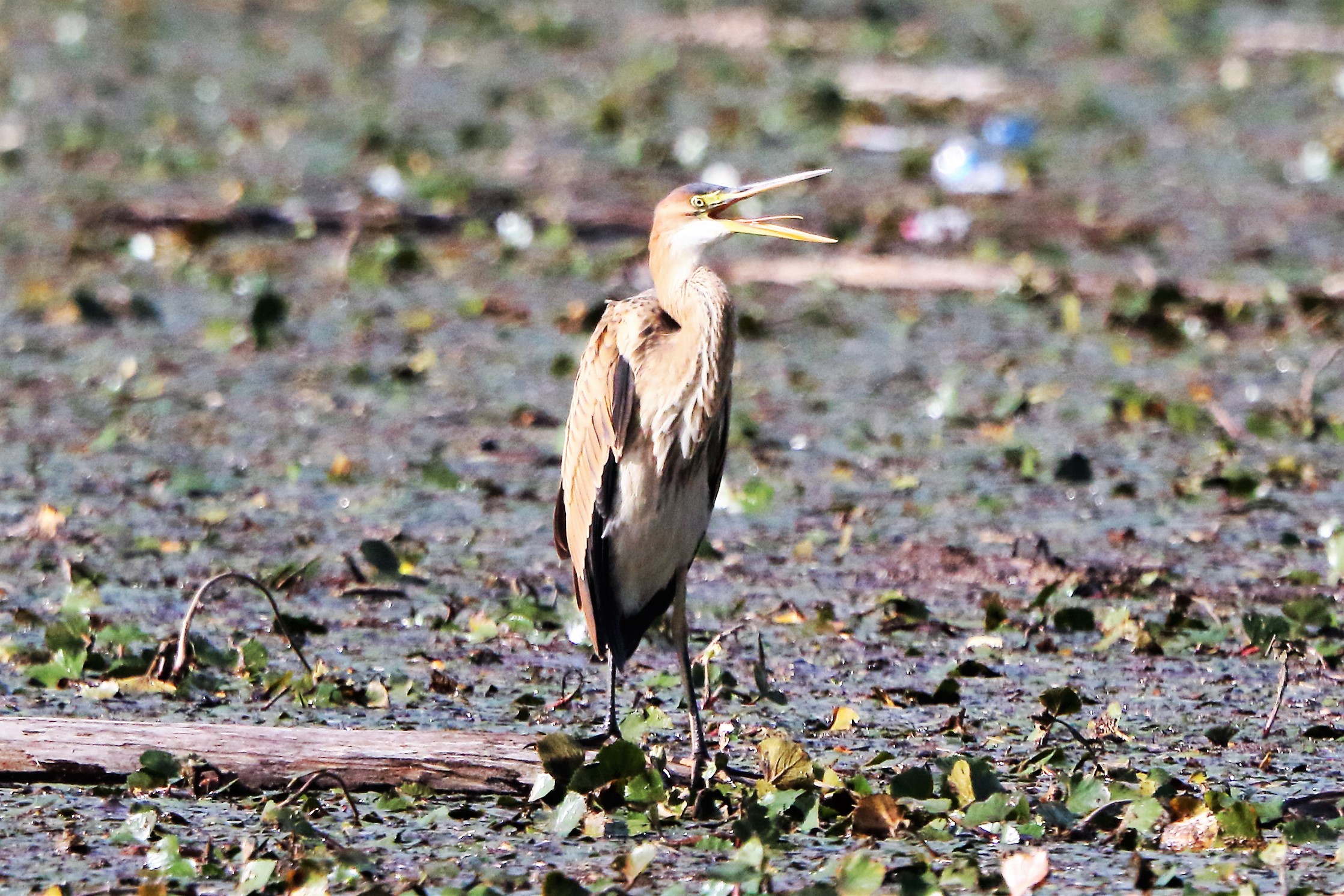 purple heron