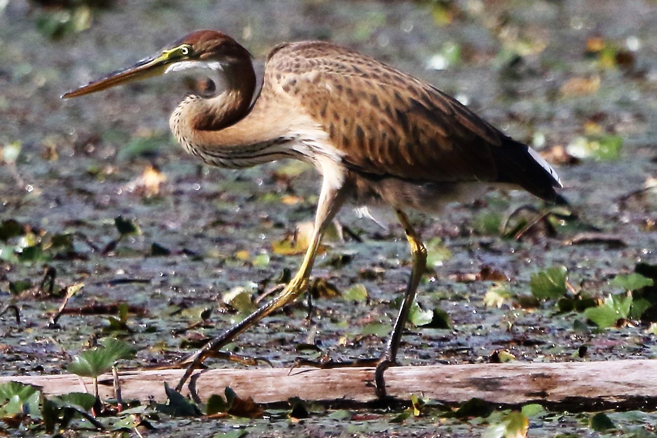 purple heron