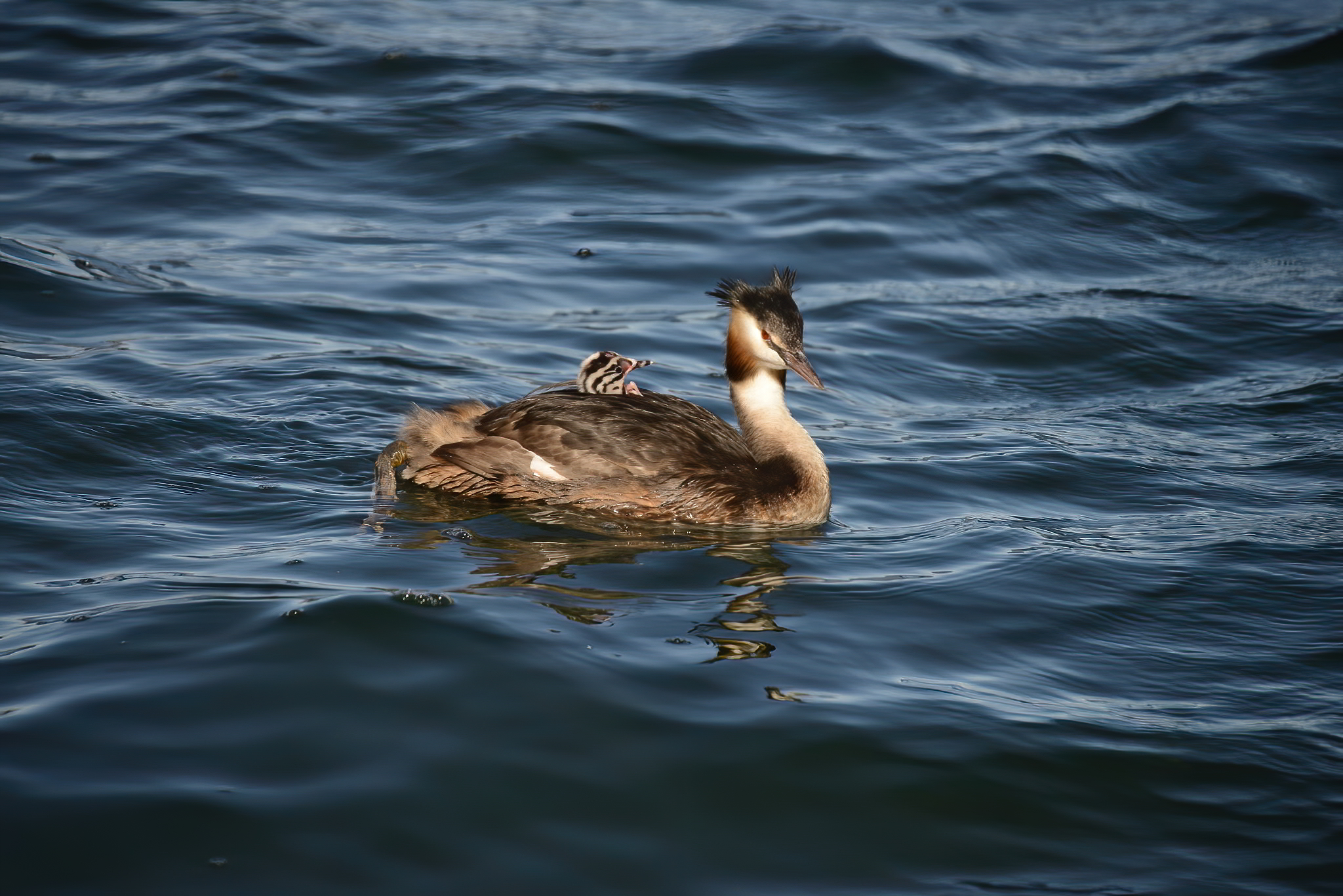 Great grebe with pullo