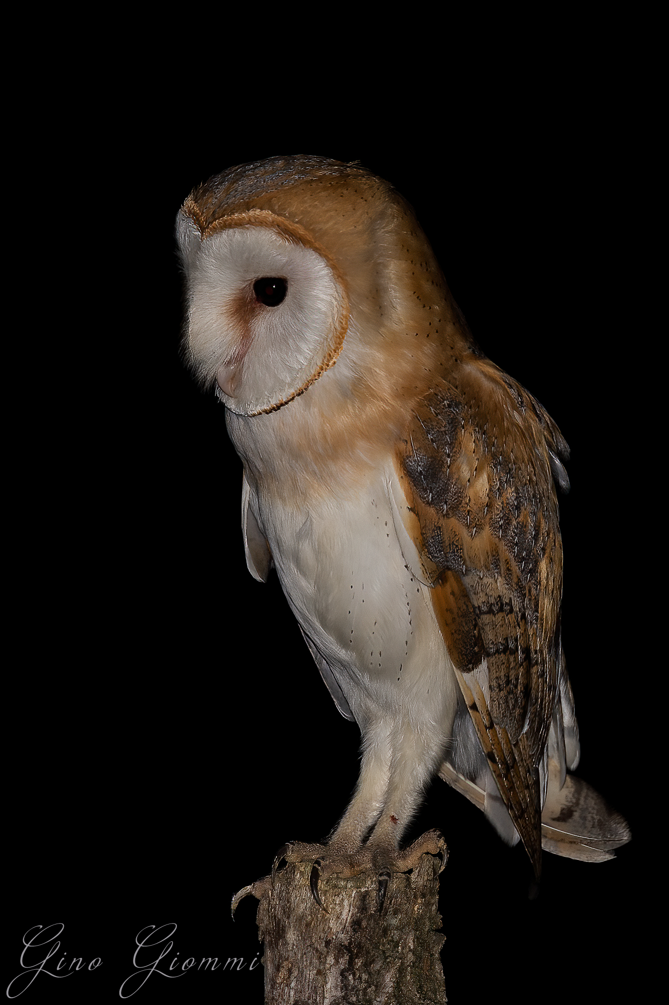 Tyto alba