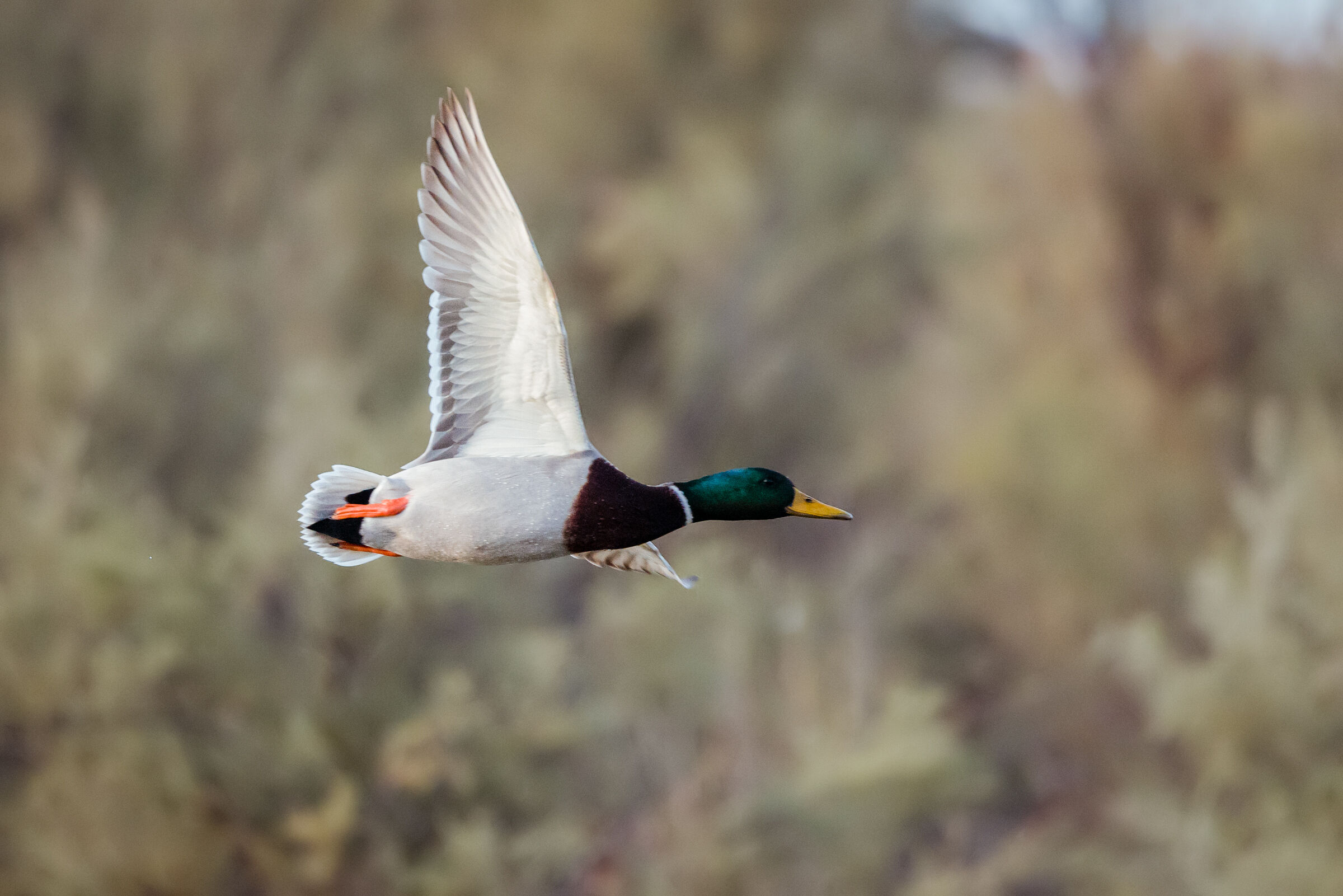 Mallard in flight