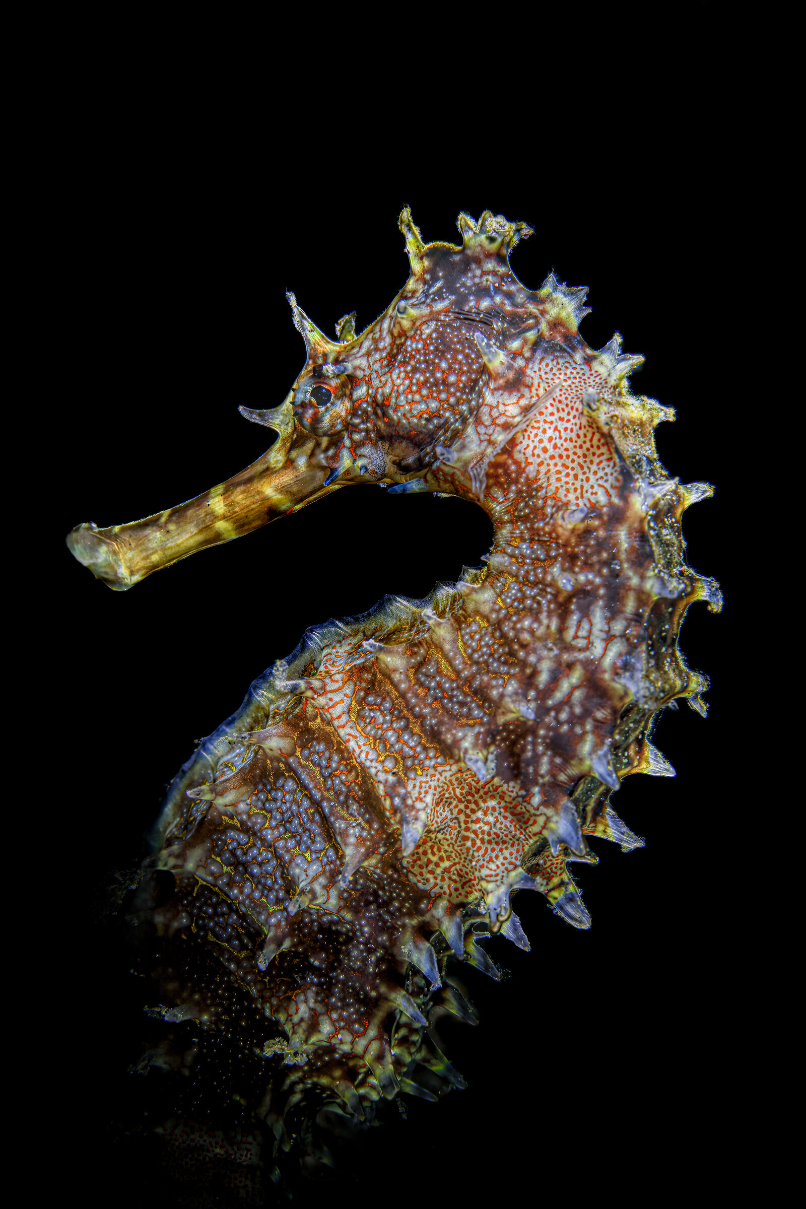 cavalluccio marino istrice