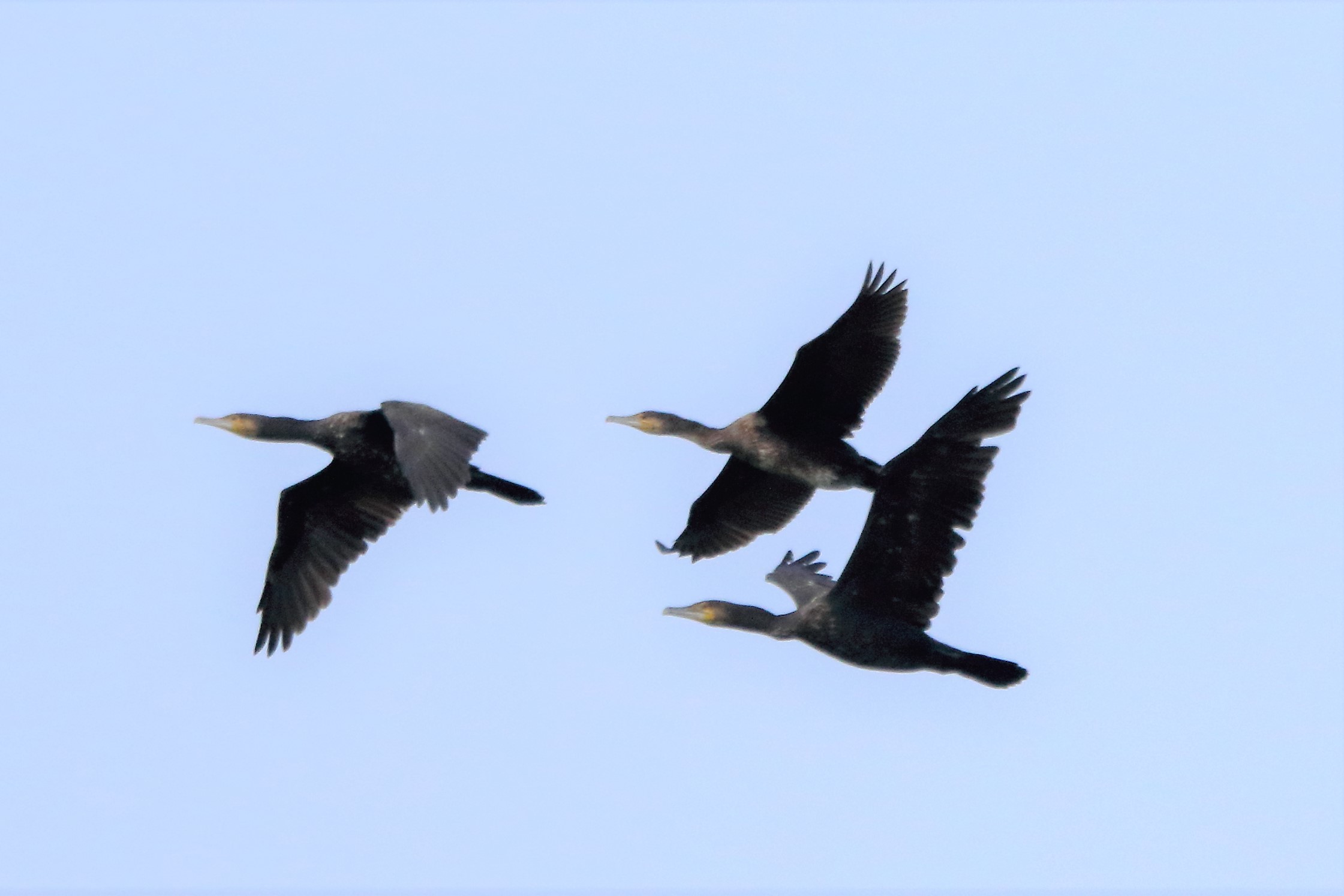 cormorants