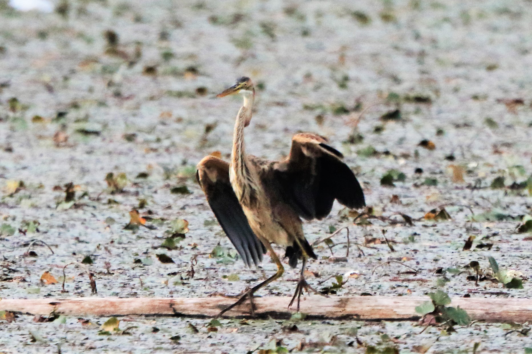 purple heron
