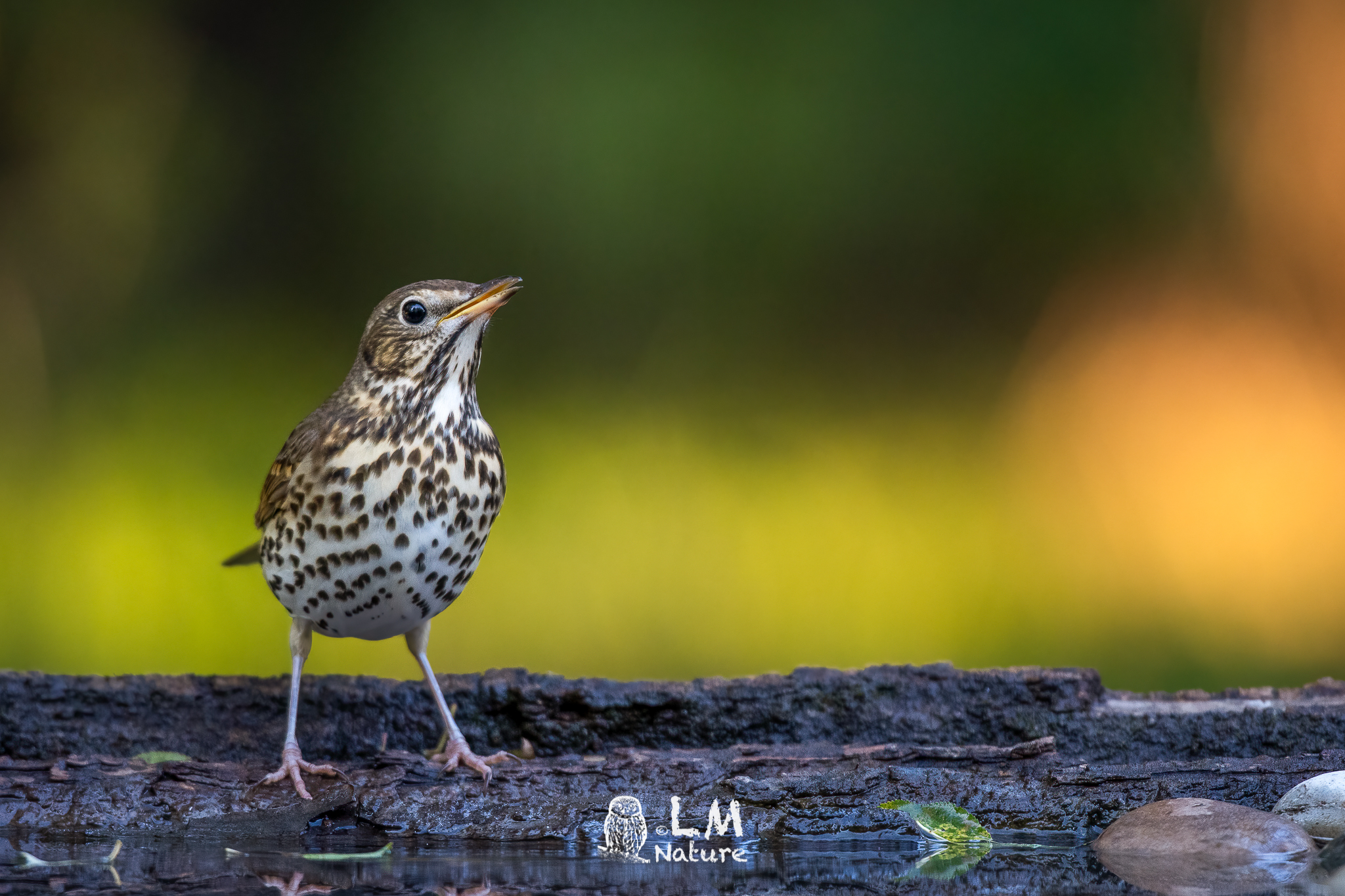 Autumn Thrush