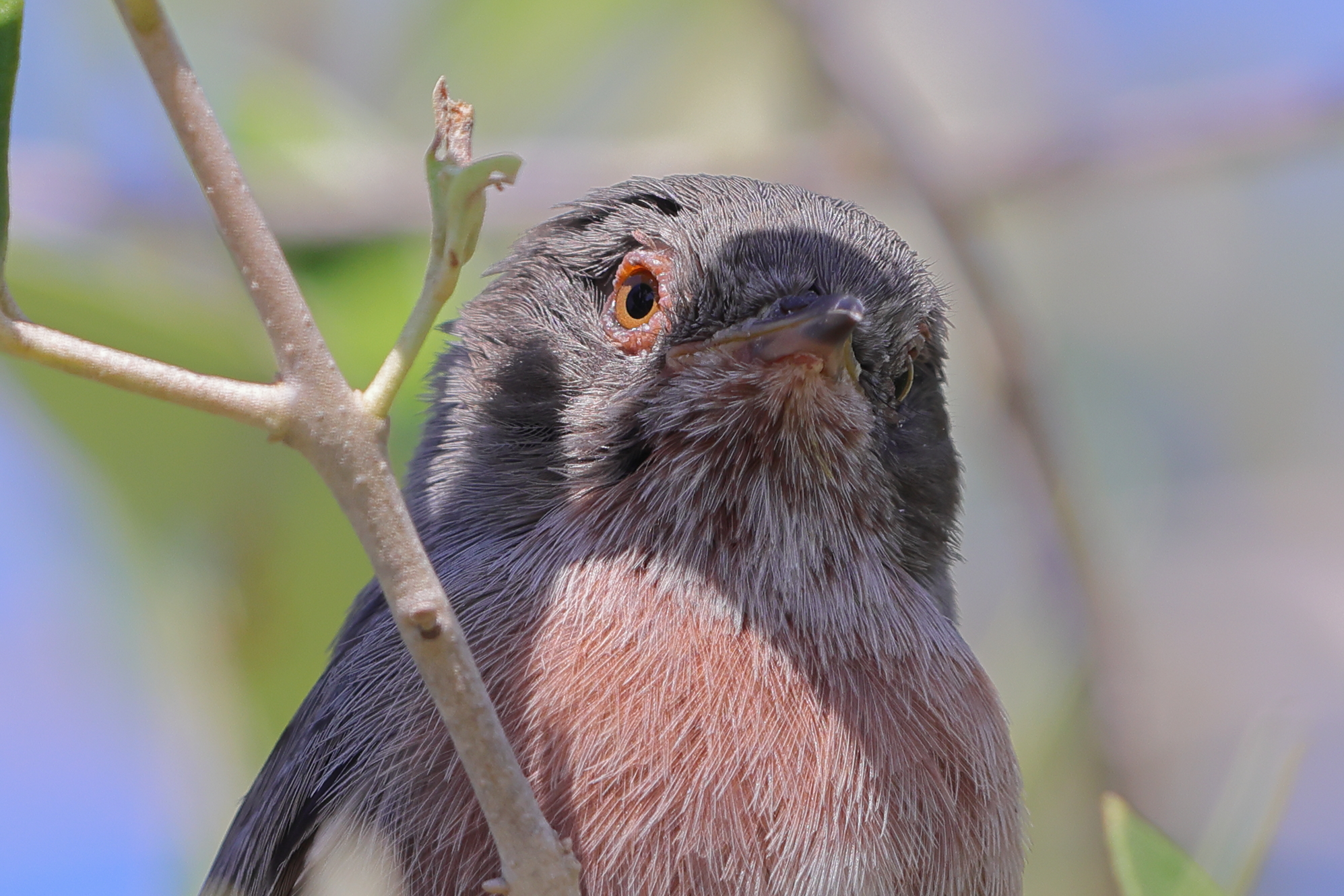 Dartford warbler
