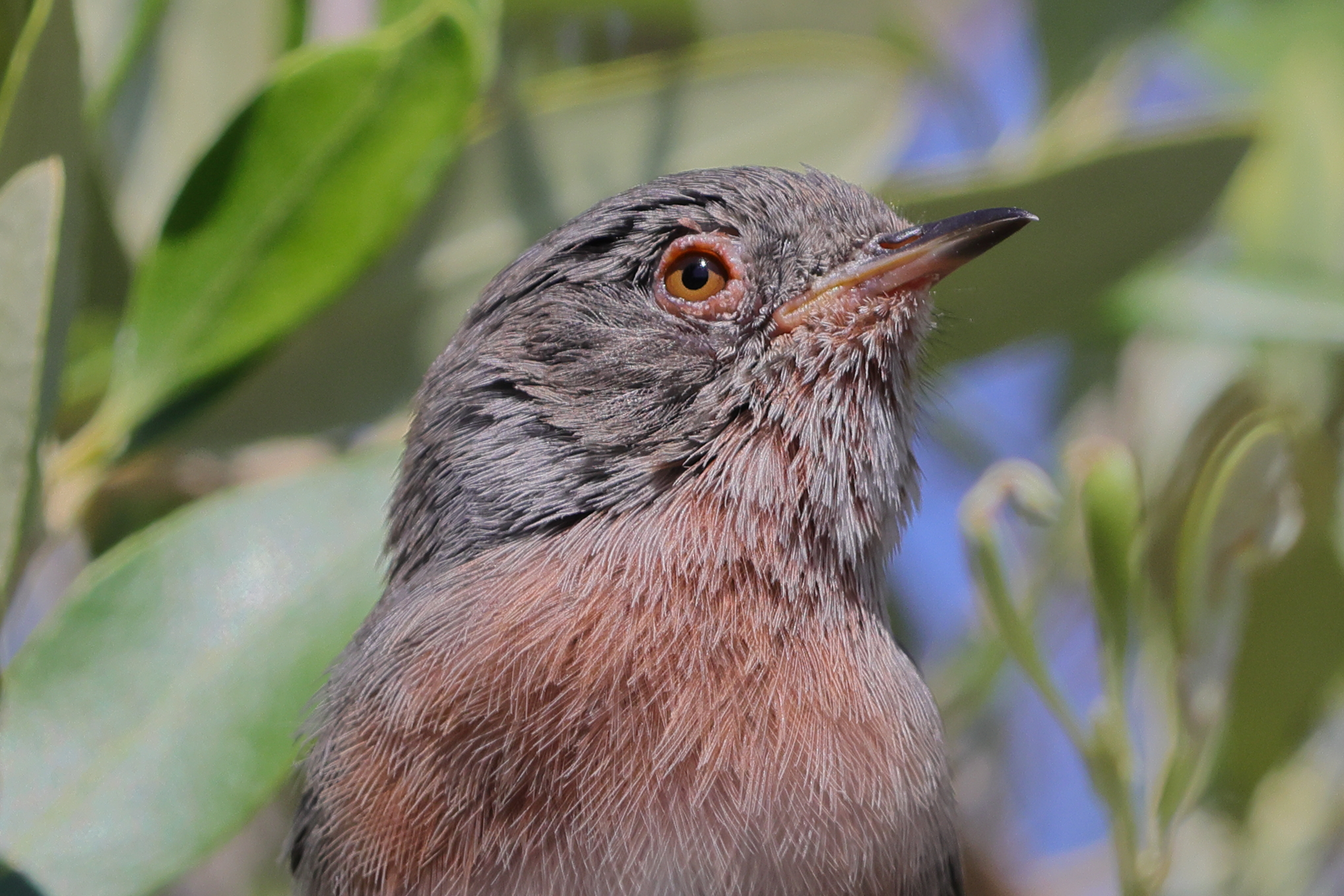 Dartford warbler