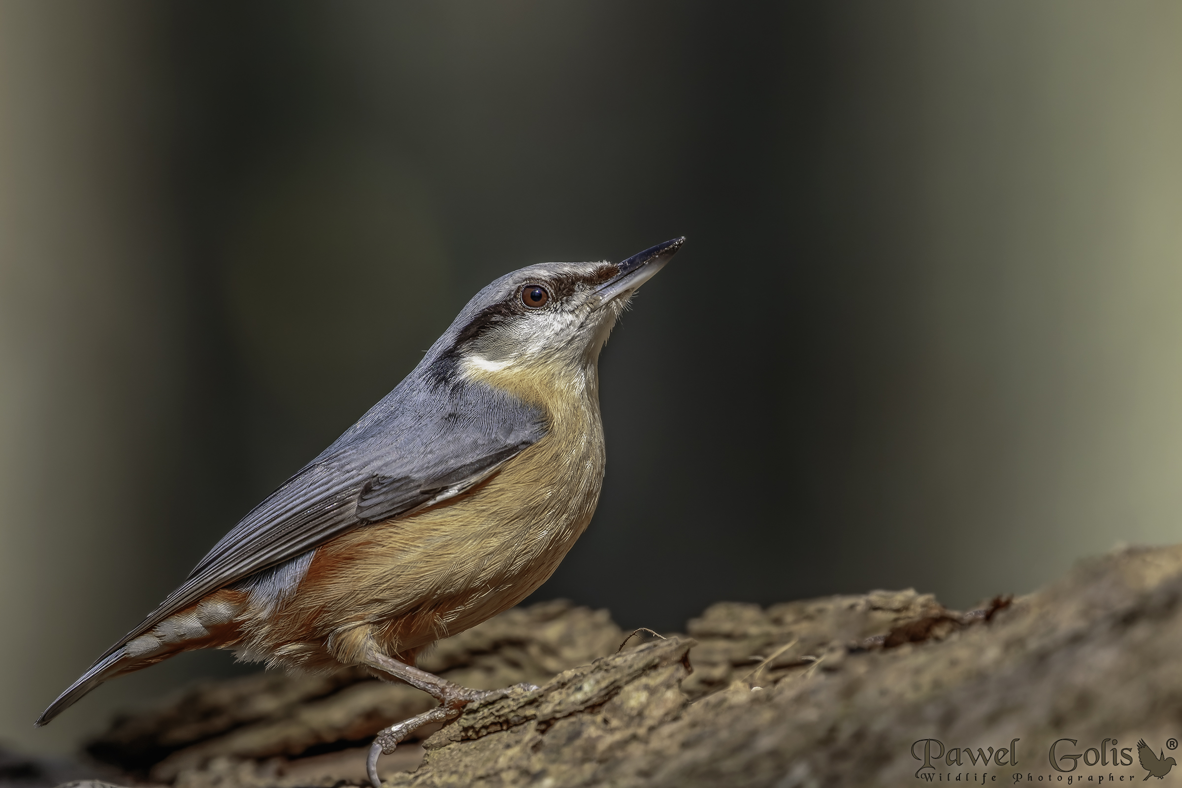 Nuthatch (Sitta europaea)
