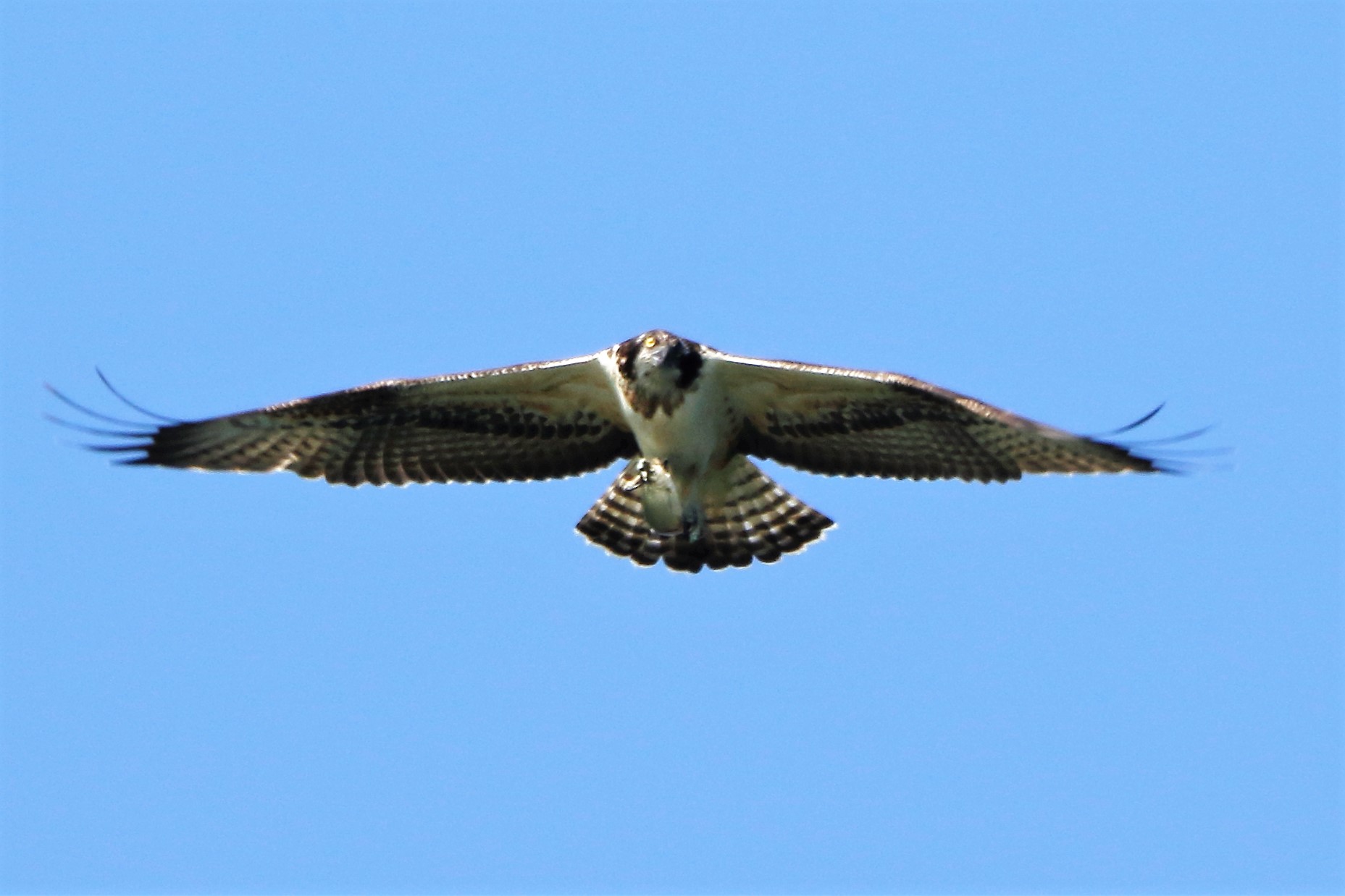 Osprey with prey 180