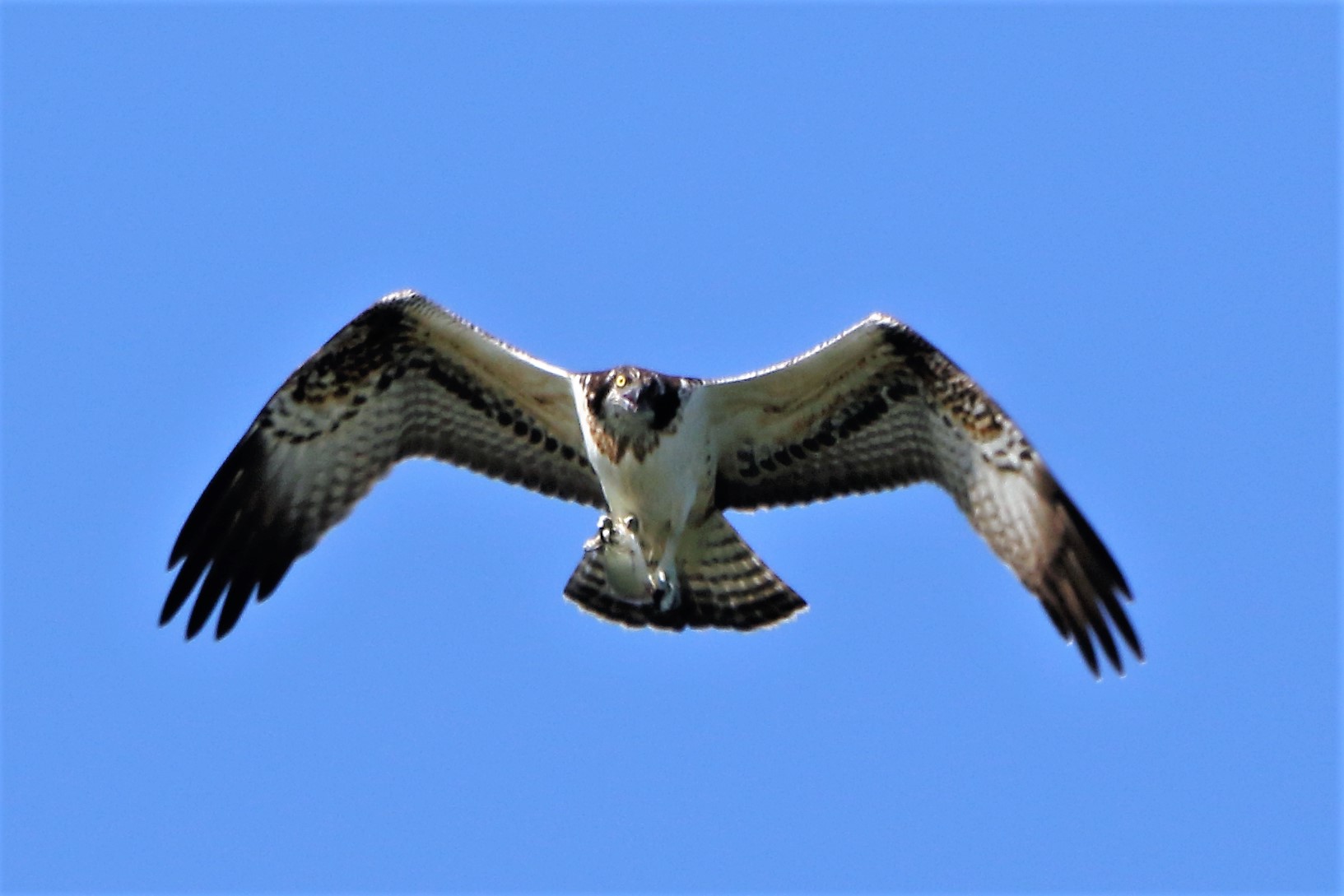 Osprey with prey 181