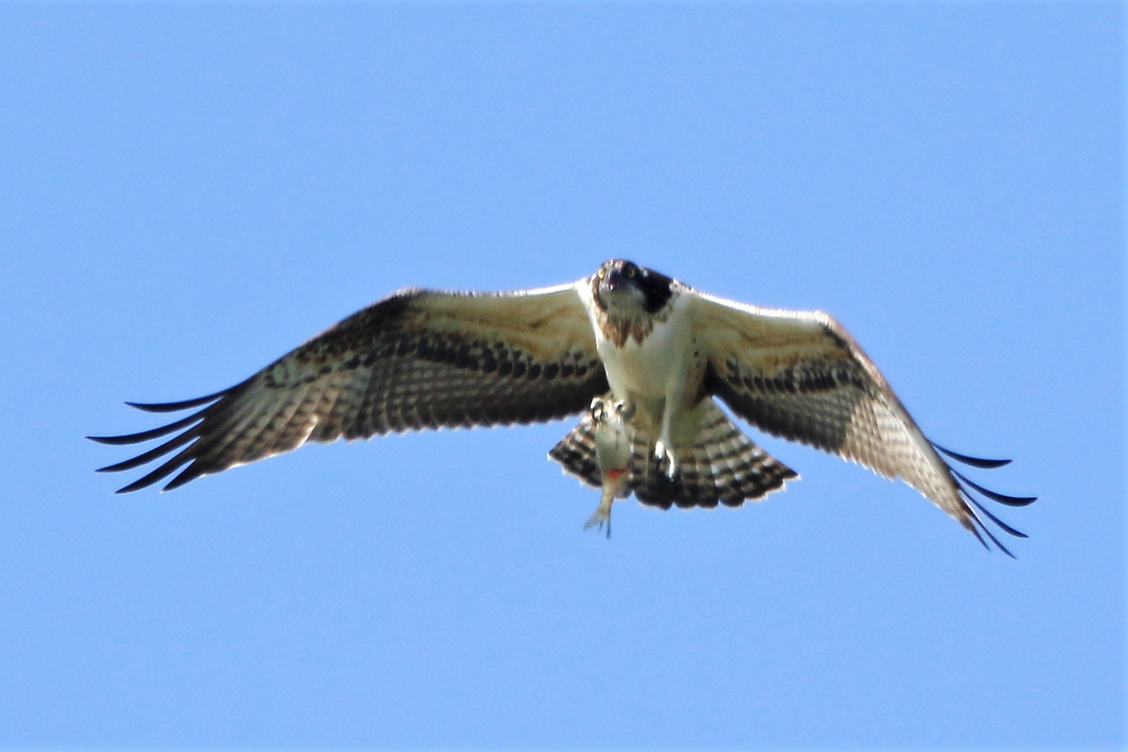 Osprey with prey 183