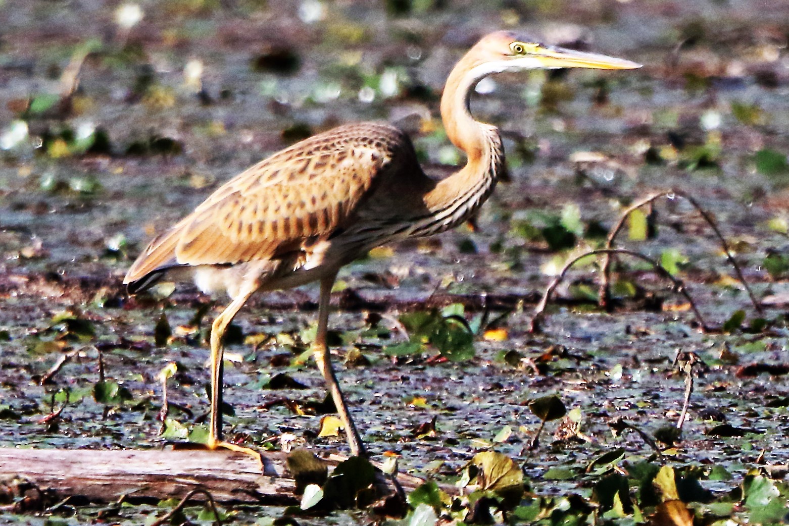 purple heron