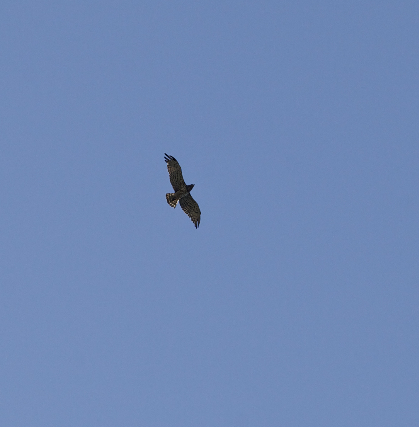 The wings of freedom.