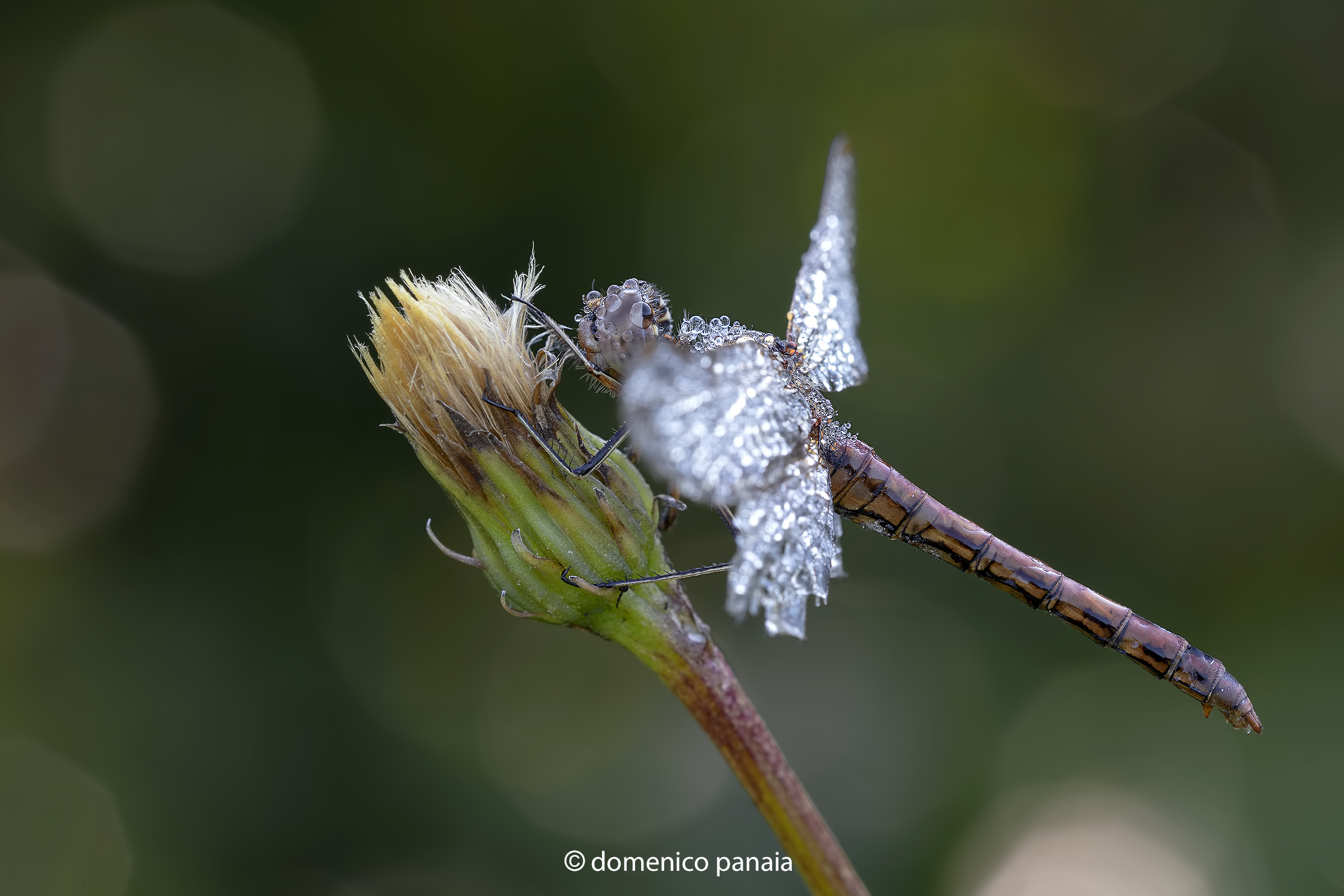 sympetrum depressisculum