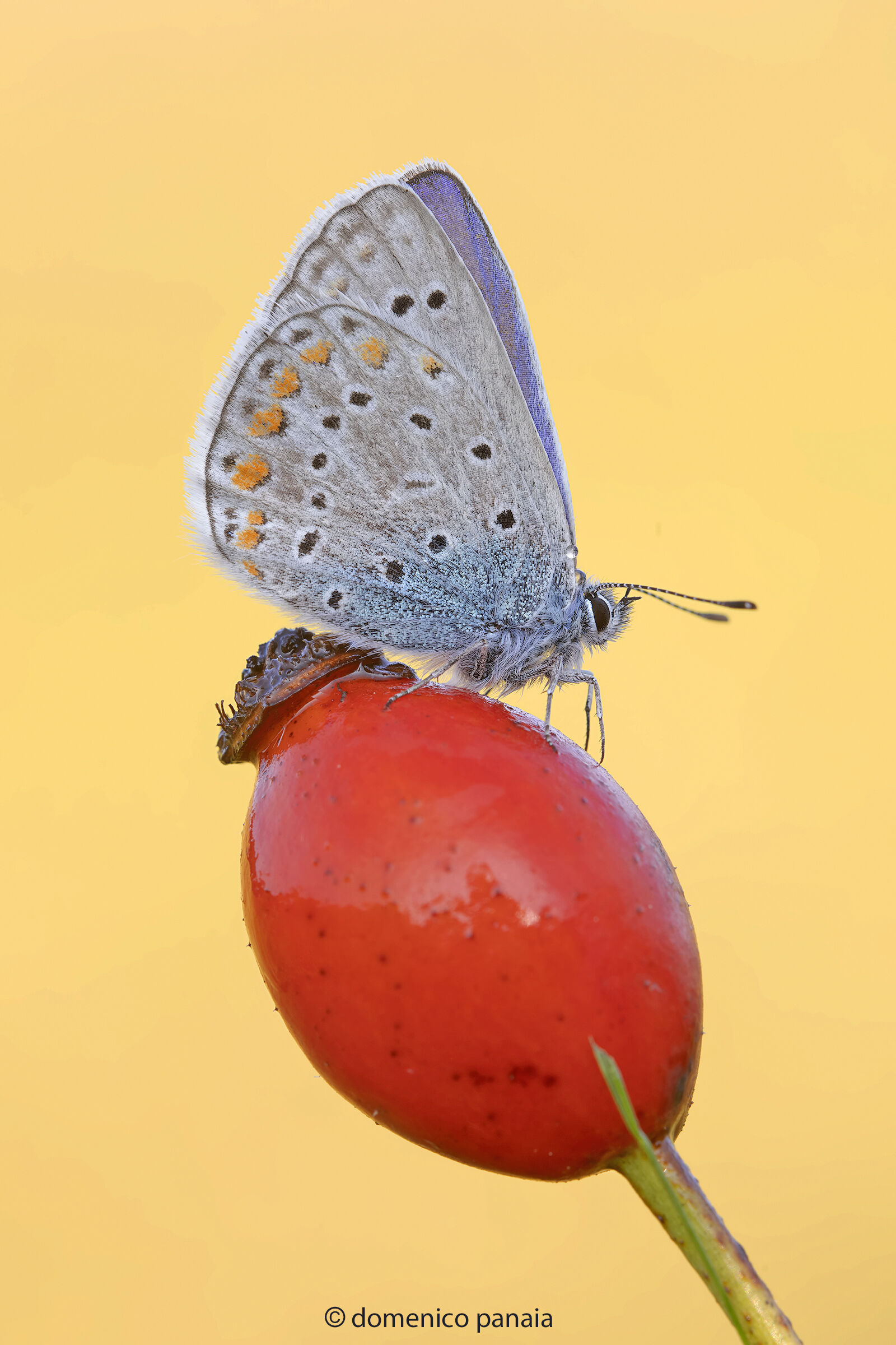 polyommatus icarus