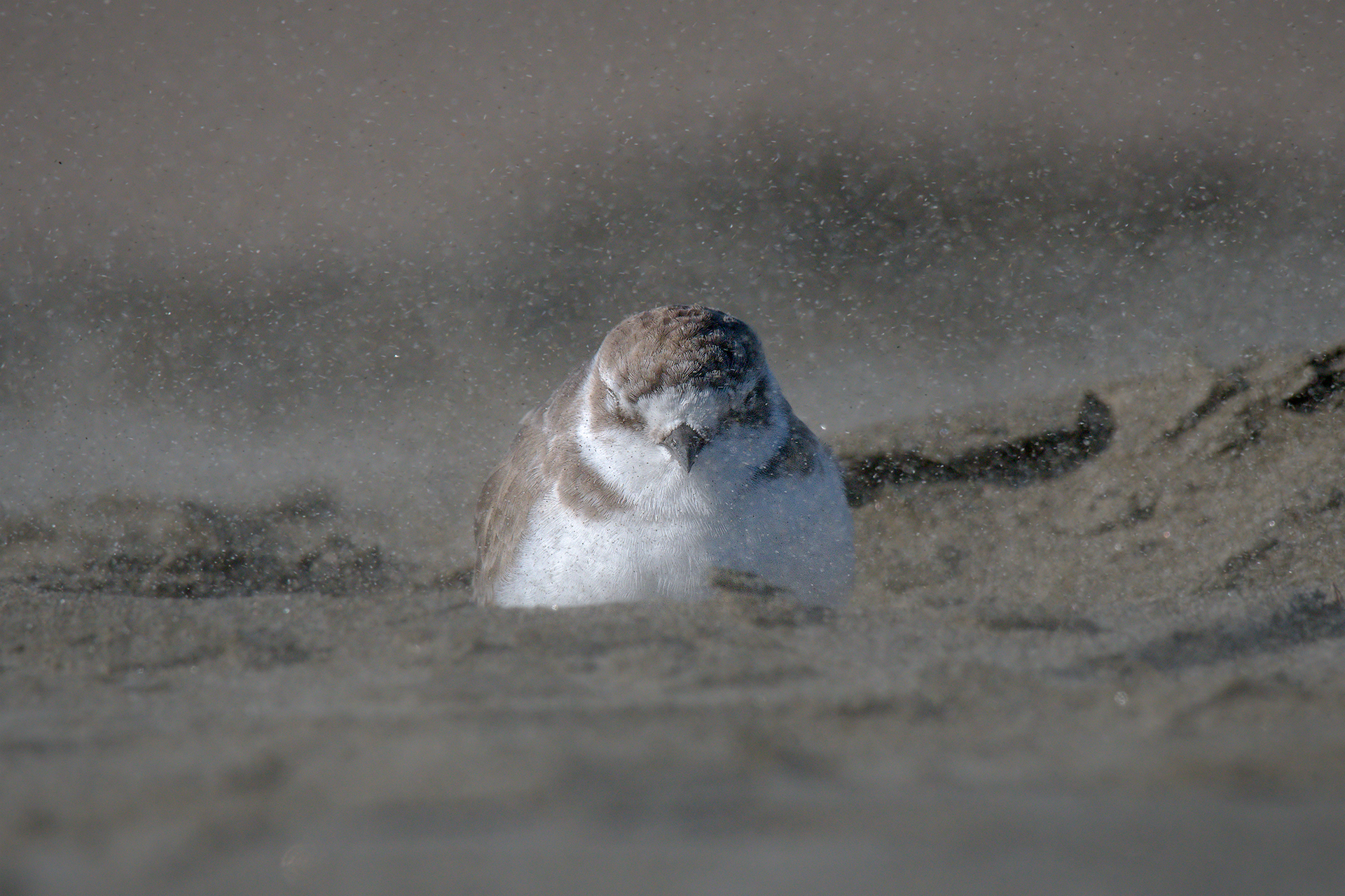 Fratino (sand 2)