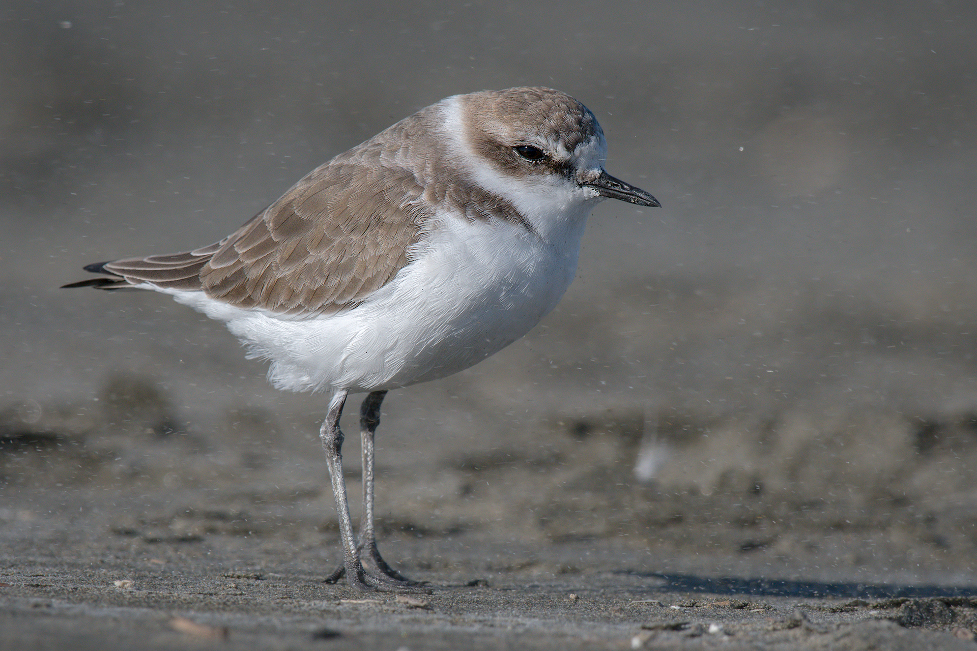 Fratino (sand 3)