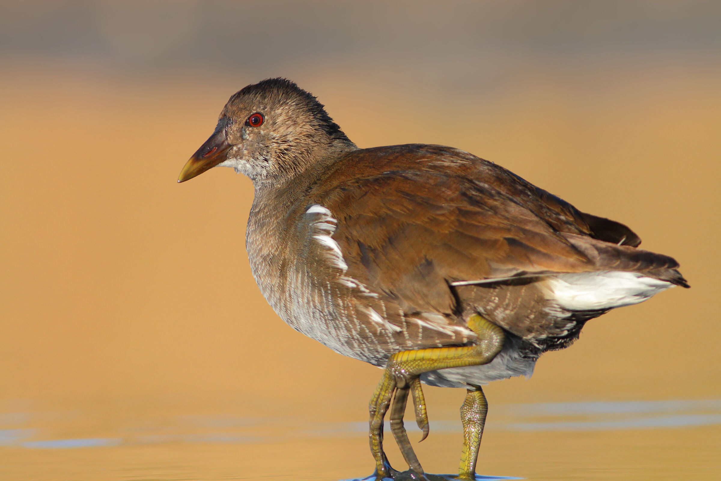 Gallinella d'acqua