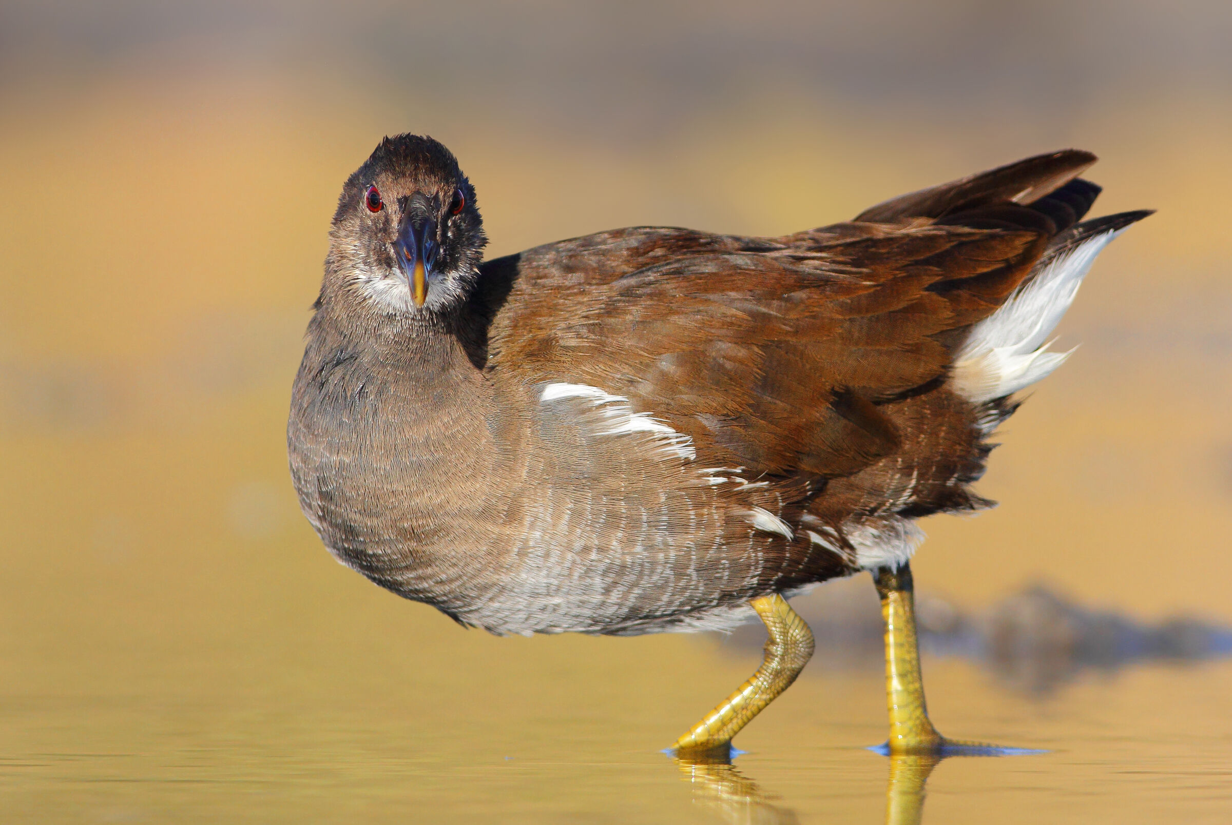 Gallinella d'acqua