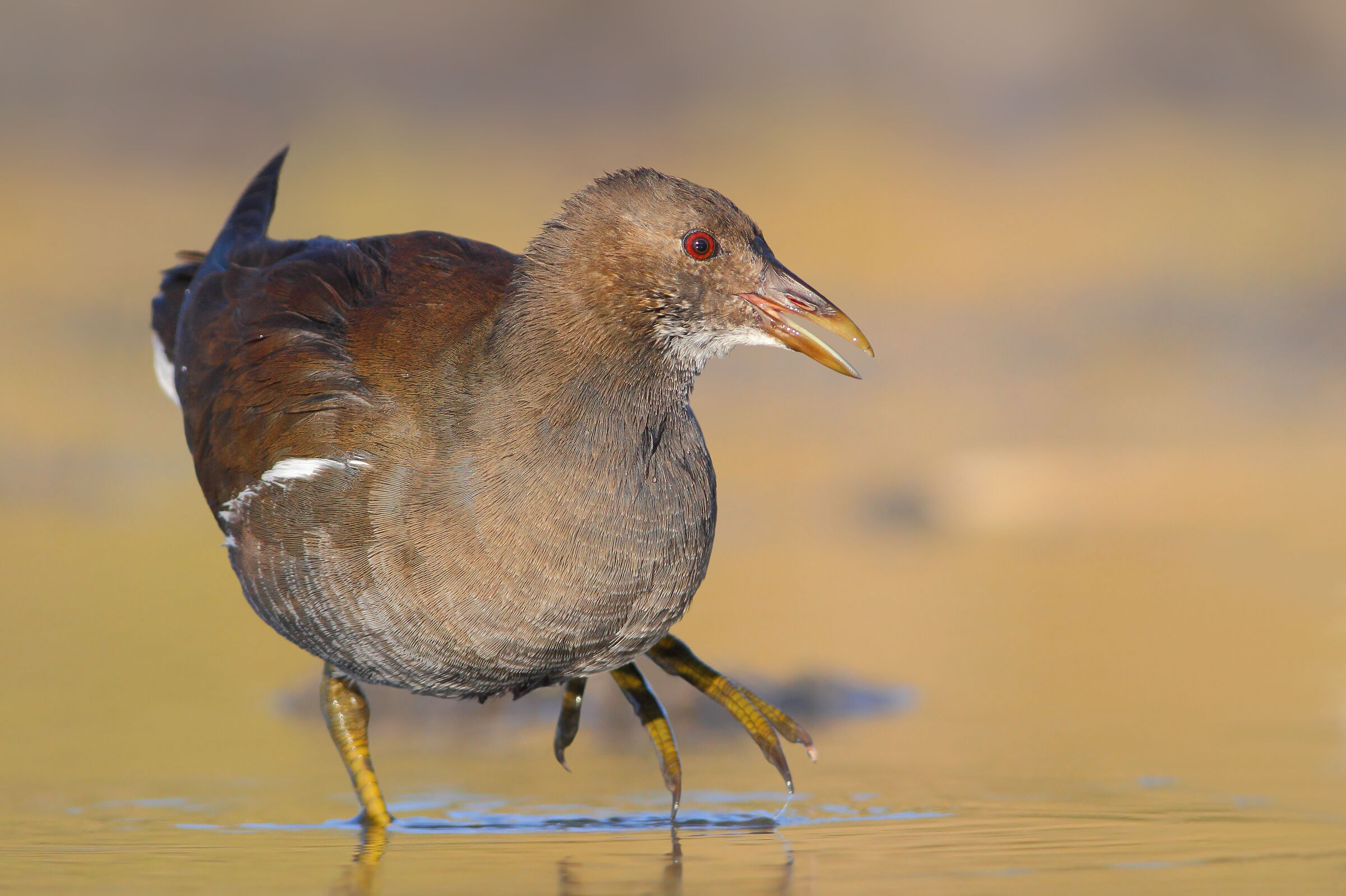 Gallinella d'acqua