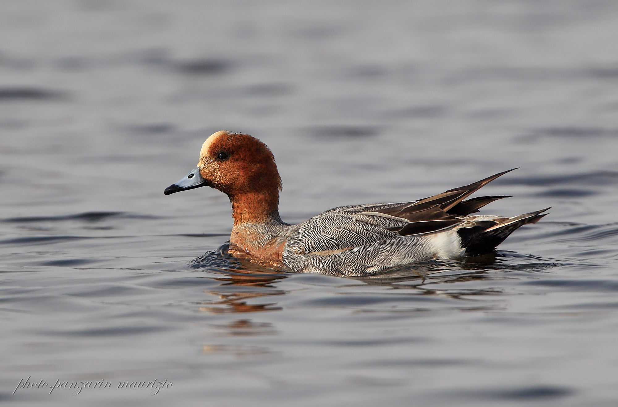 wigeon