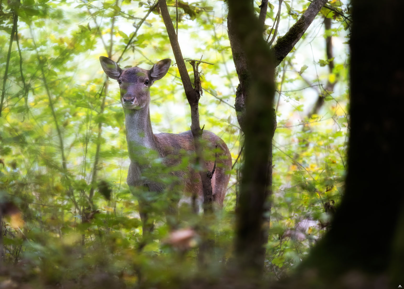 Enchanted forest