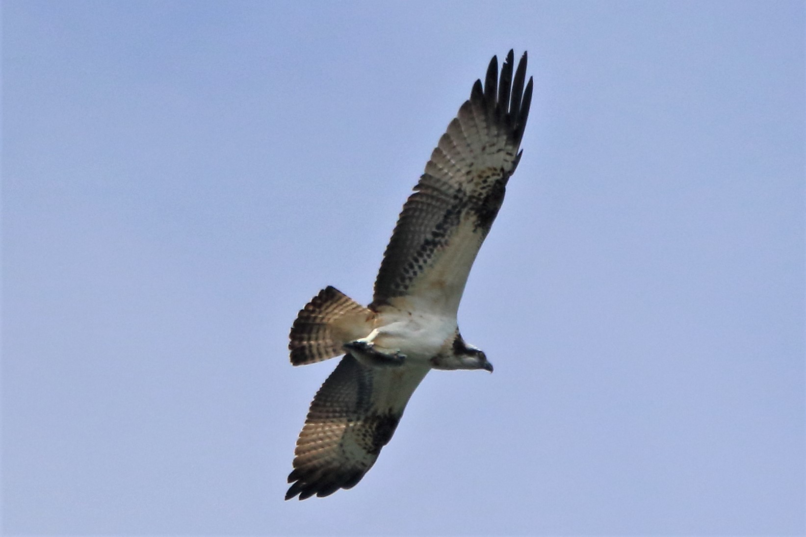 Osprey with prey